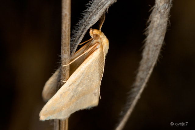 Sigma 105mm F2.8 EX DG Macro sample photo. Img o photography