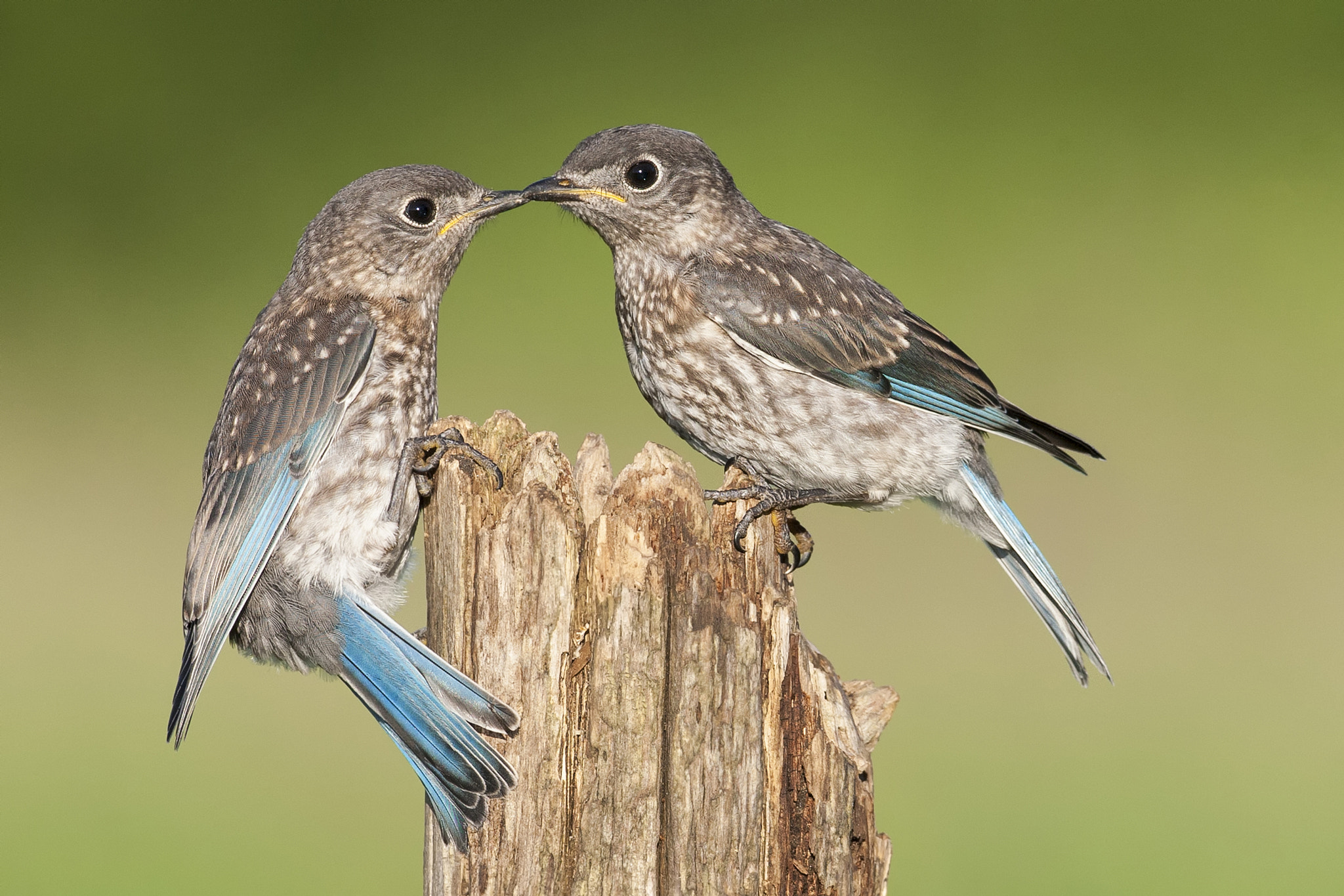 Canon EF 500mm F4L IS USM sample photo. Eastern bluebird photography