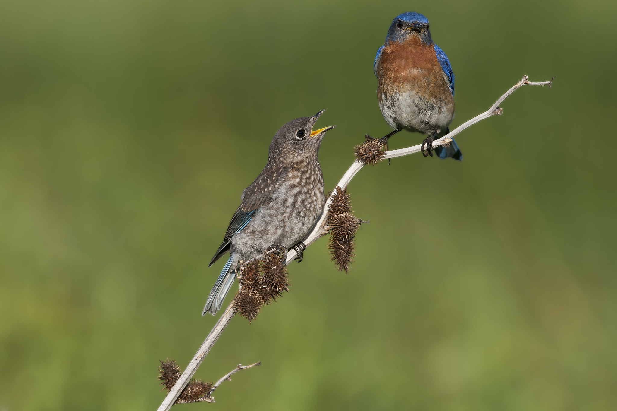 Canon EF 500mm F4L IS USM sample photo. Eastern bluebird photography