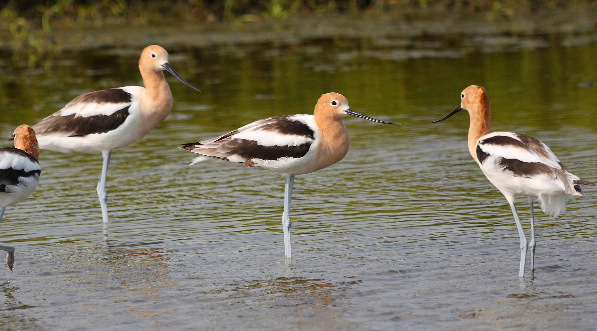 Canon EF 100-400mm F4.5-5.6L IS USM sample photo. American avocet photography