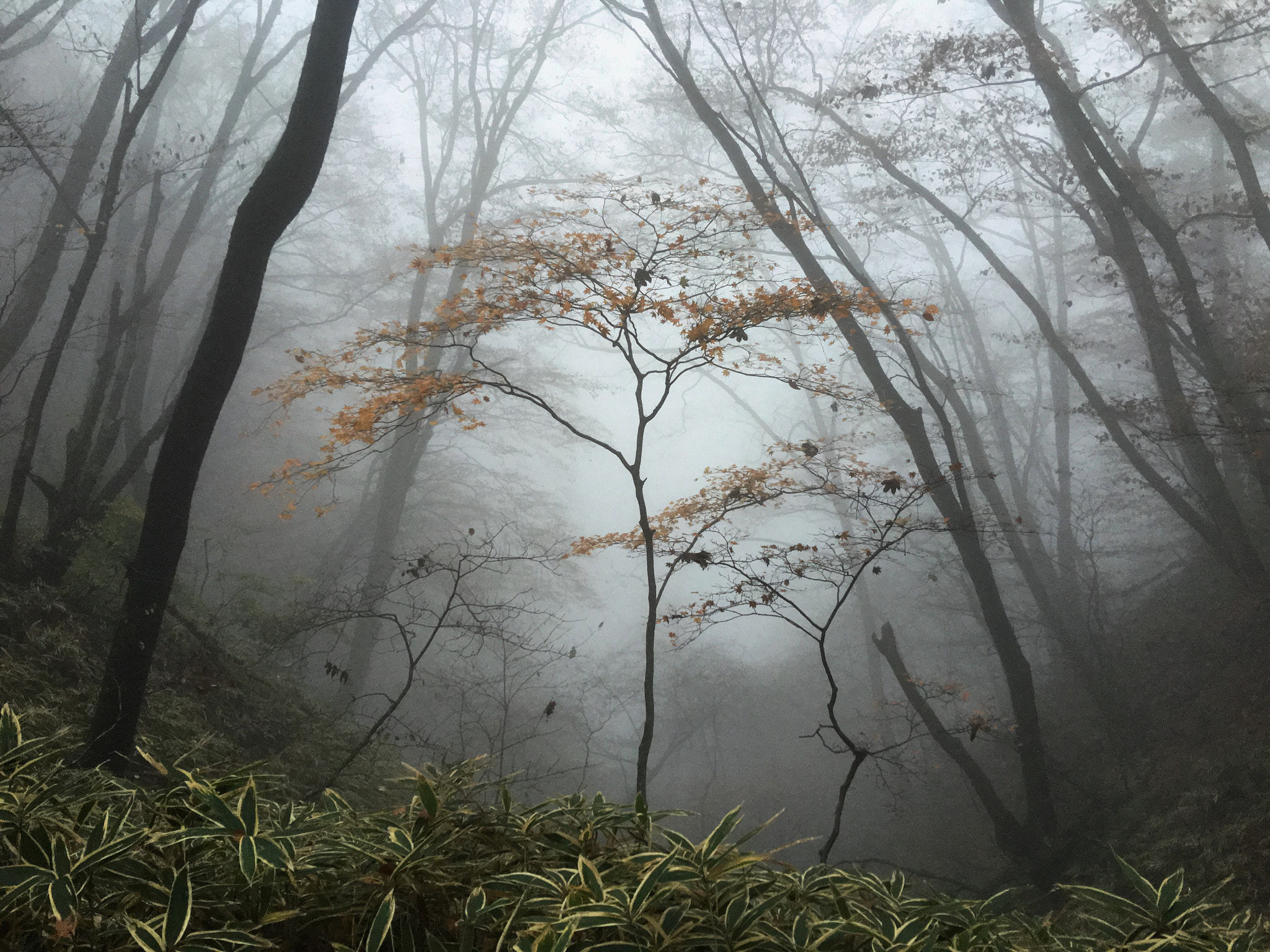Jag.gr 645 PRO Mk III for iOS sample photo. 霧の紅葉 fall in mist photography
