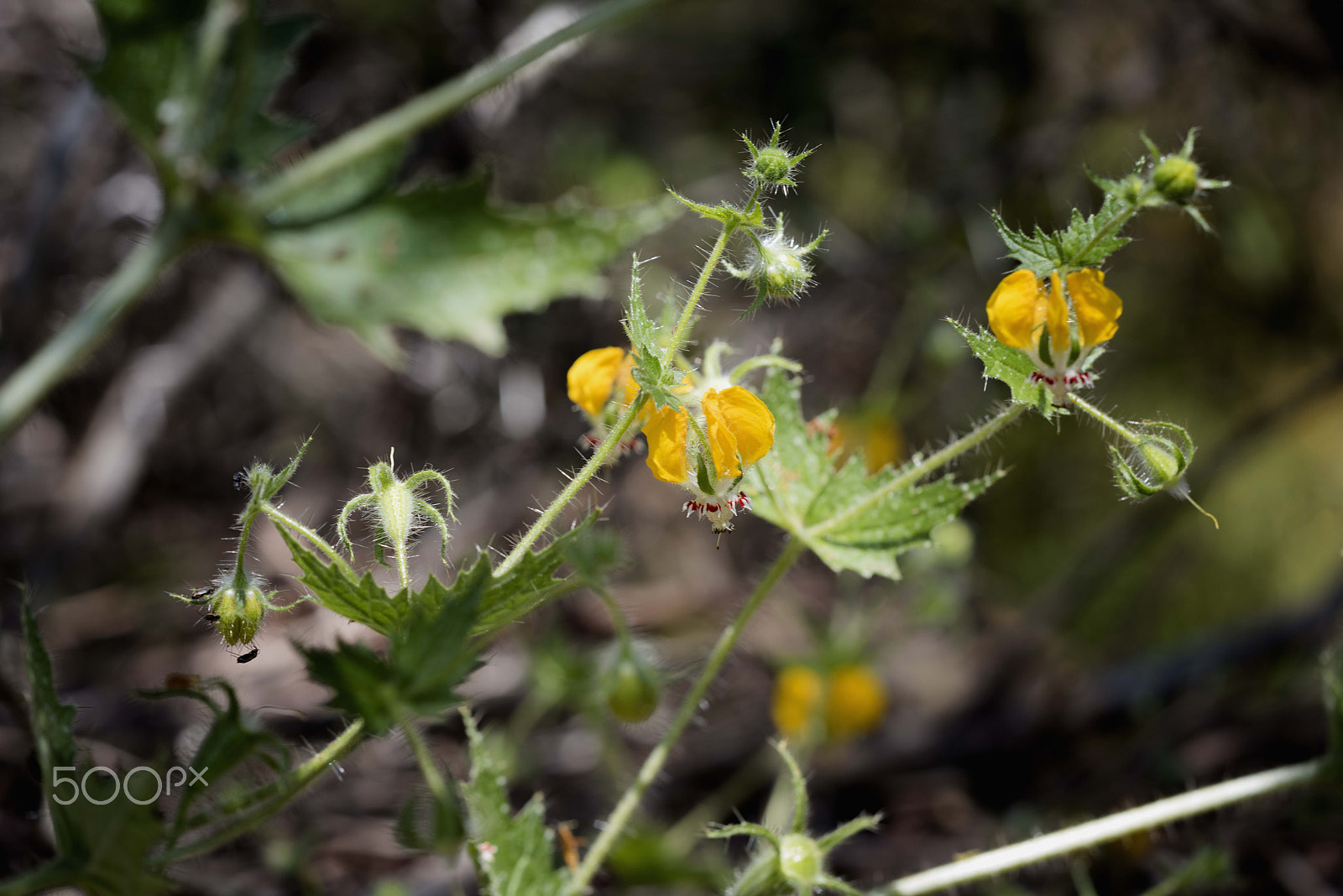 Sigma 150mm F2.8 EX DG Macro HSM sample photo. La campana photography