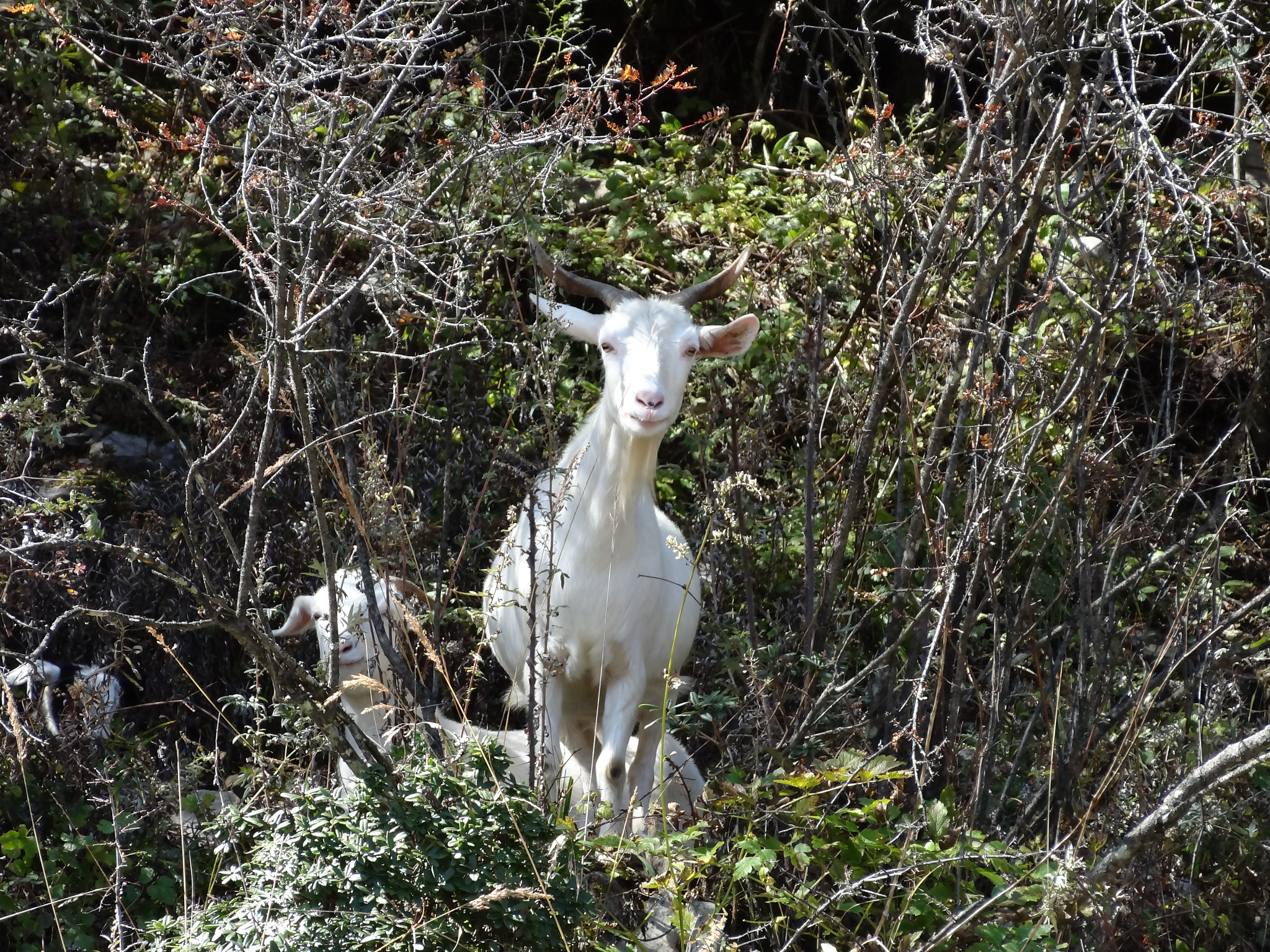 Sony DSC-HX30 sample photo. 山坡羊 photography