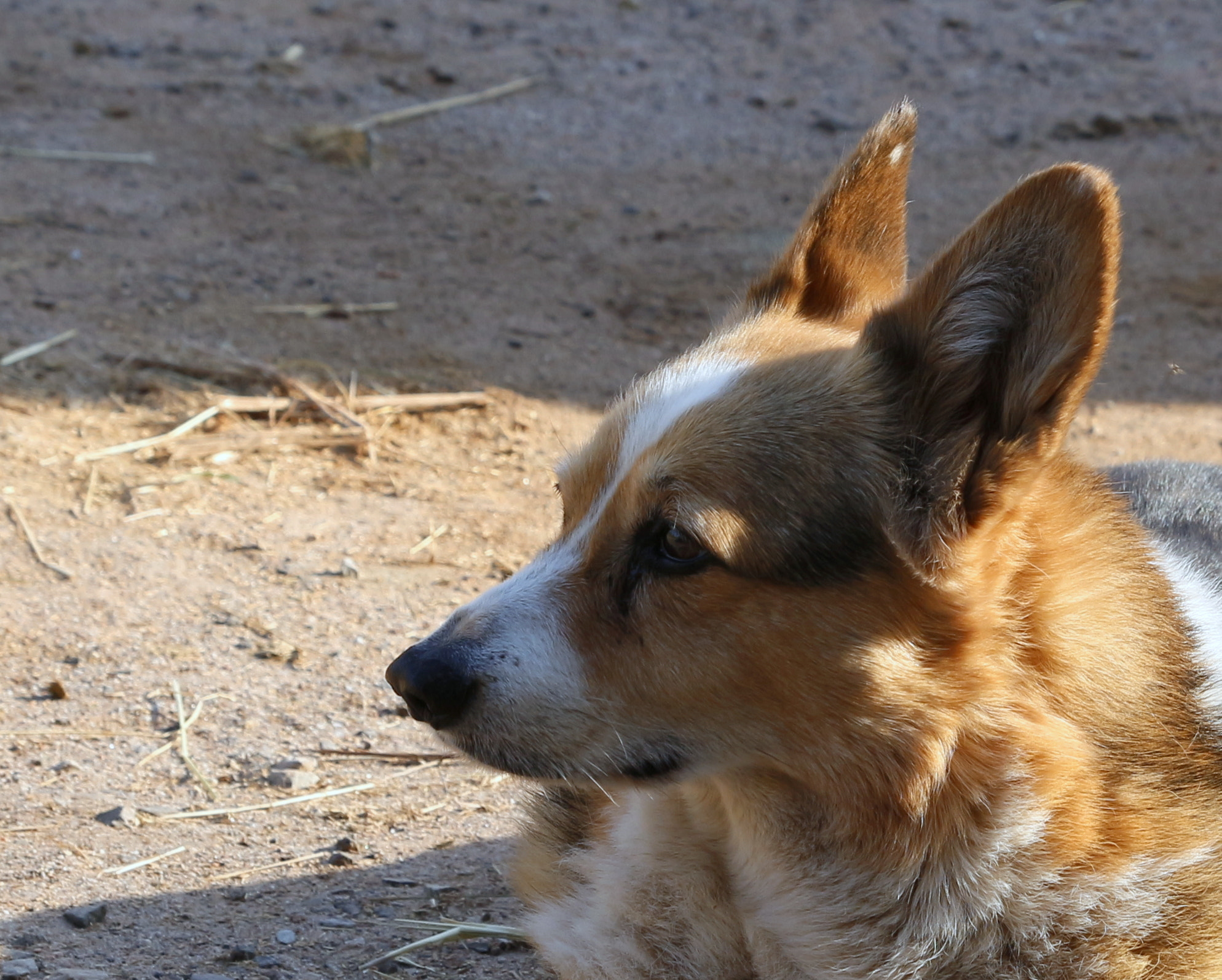 Tamron SP AF 17-50mm F2.8 XR Di II LD Aspherical (IF) sample photo. Corgi photography