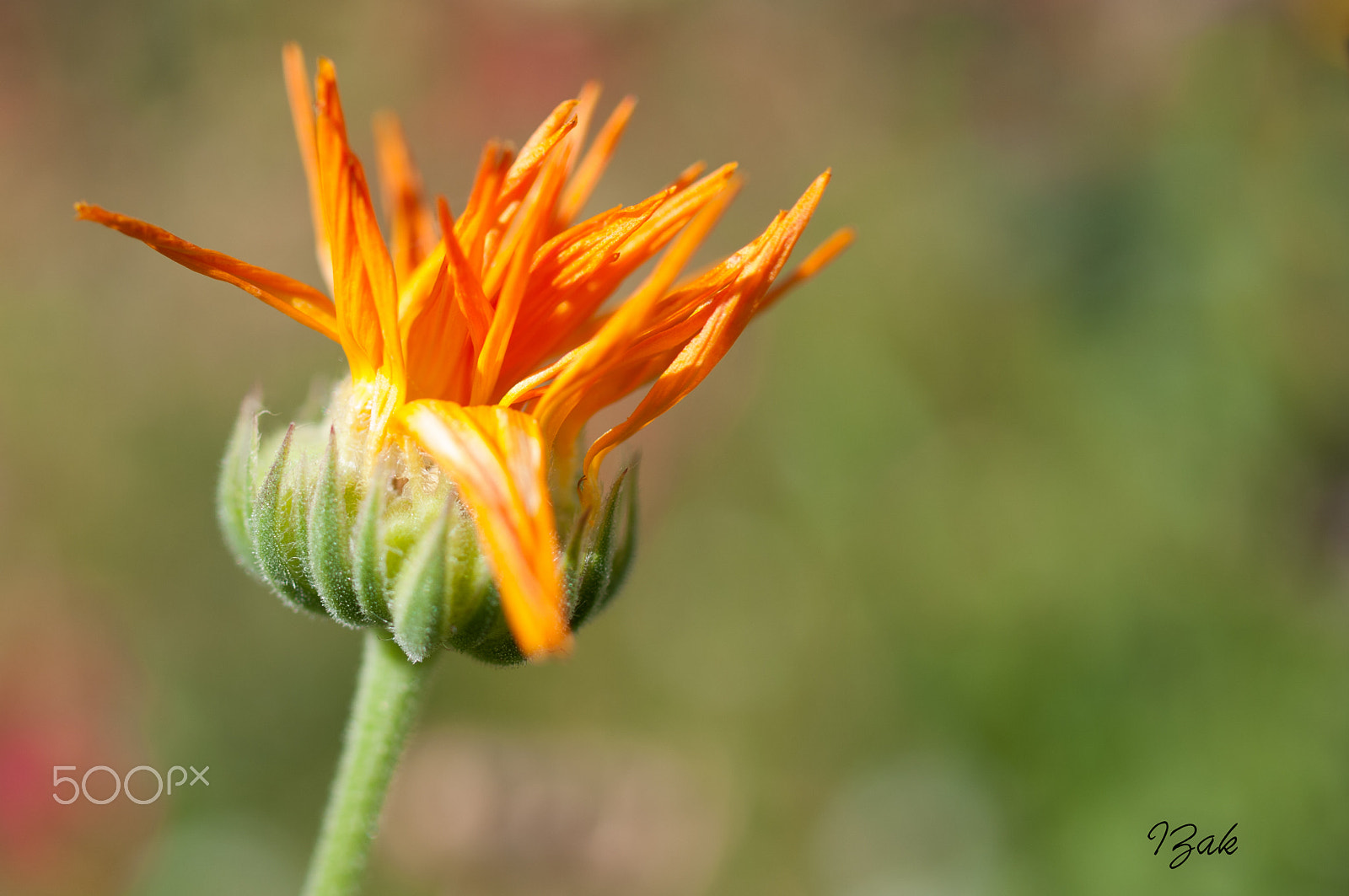 Pentax K20D + HD Pentax DA 35mm F2.8 Macro Limited sample photo. Orange needles photography