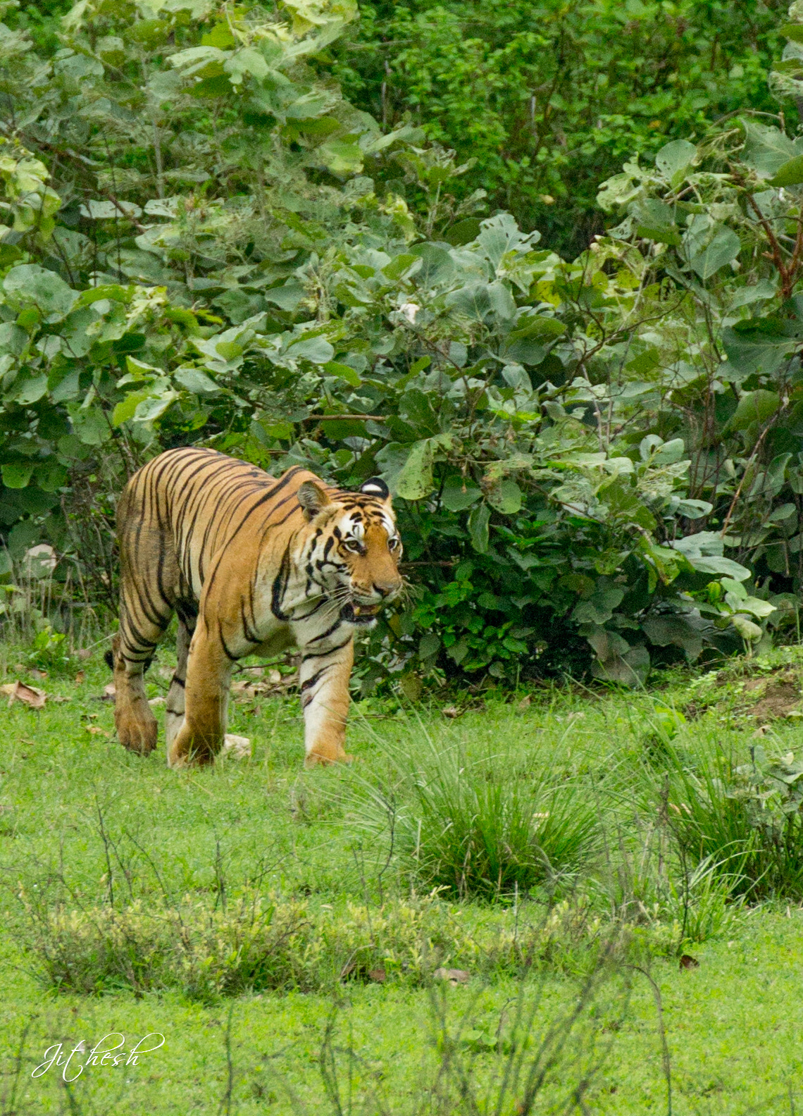 Canon EF 100-400mm F4.5-5.6L IS II USM sample photo. Tiger  photography