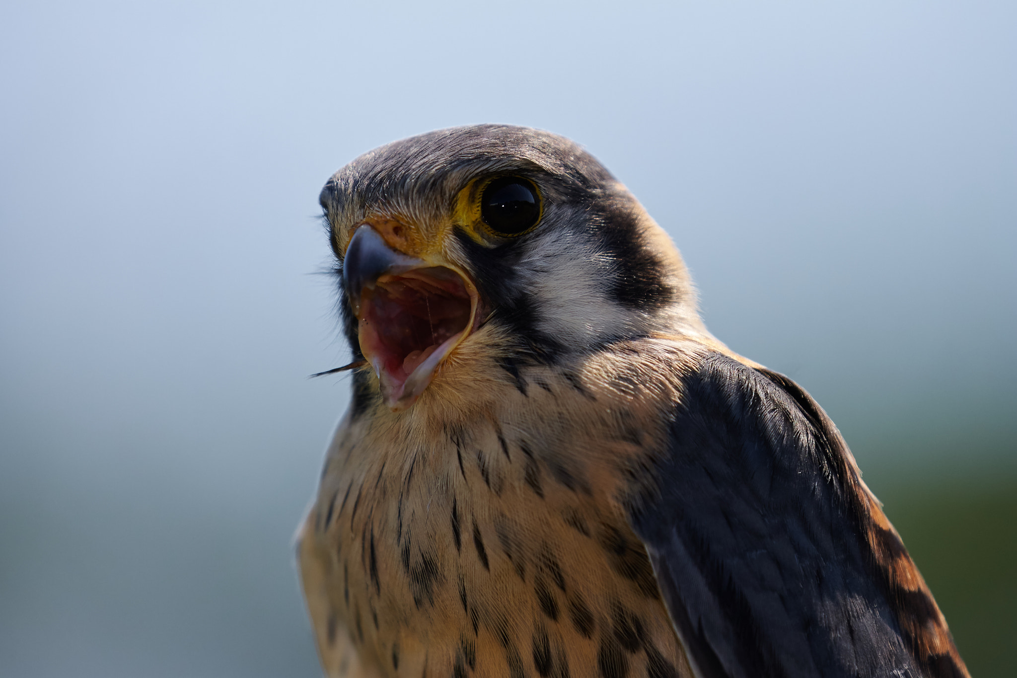 Canon EF 100-400mm F4.5-5.6L IS II USM sample photo. Screech photography