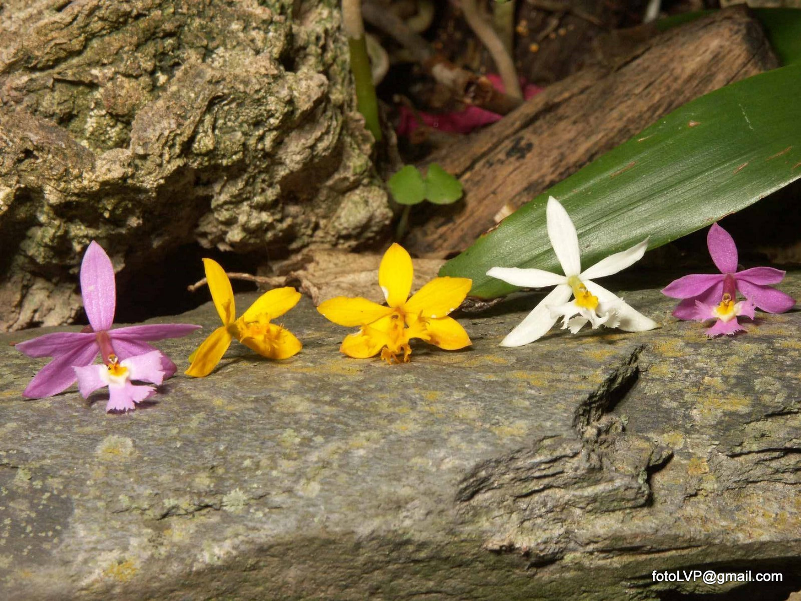 KONICA MINOLTA DiMAGE A2 sample photo. Orchids - epidendrum elongatun photography