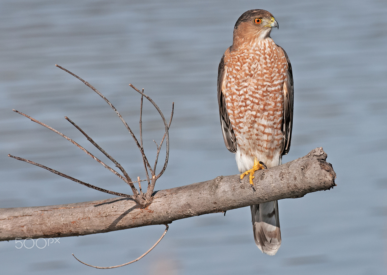 Nikon AF-S Nikkor 300mm F2.8G ED-IF VR sample photo. Coopers hawk photography
