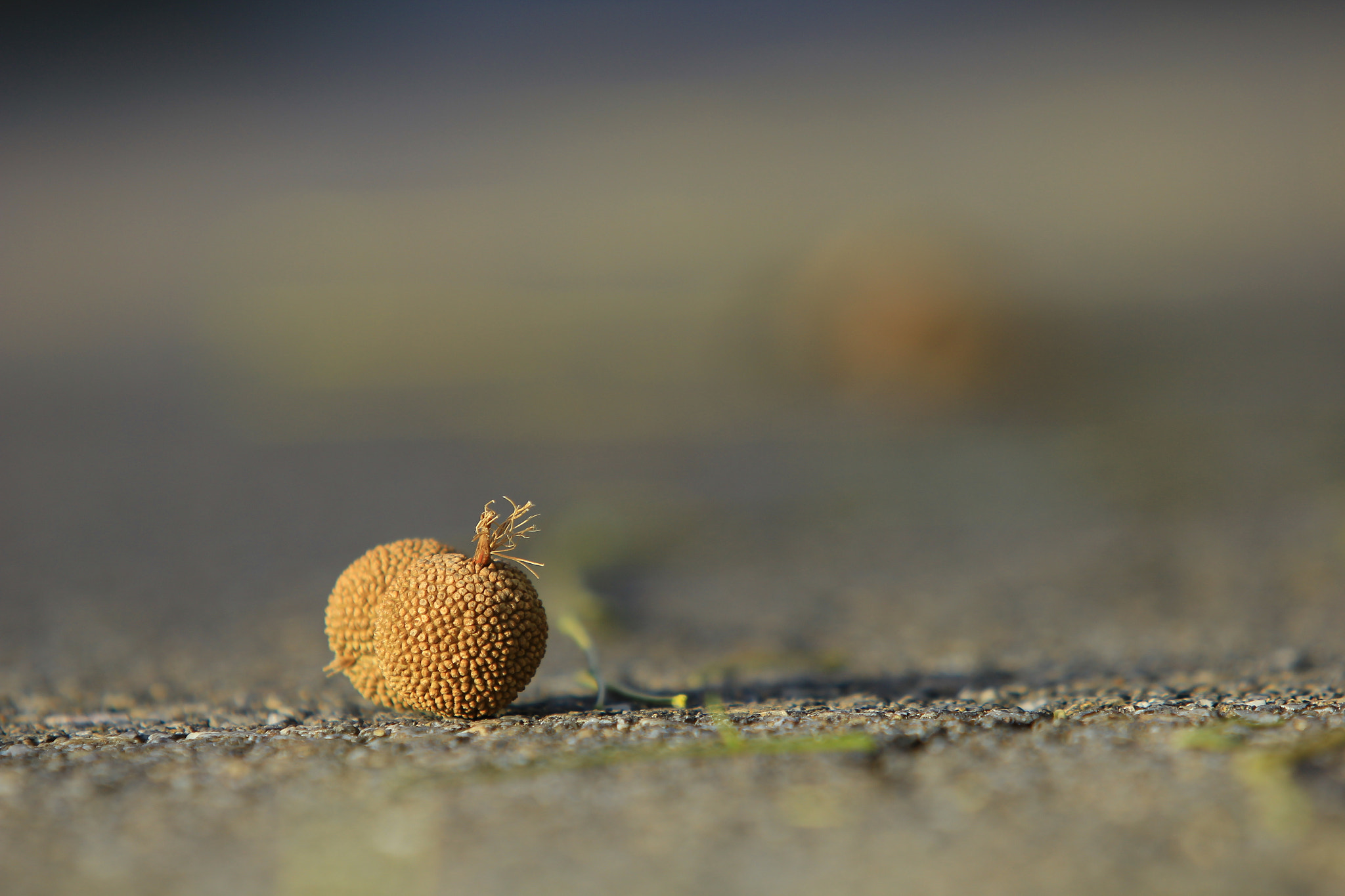 Canon EF 70-200mm F2.8L USM sample photo. 双 photography
