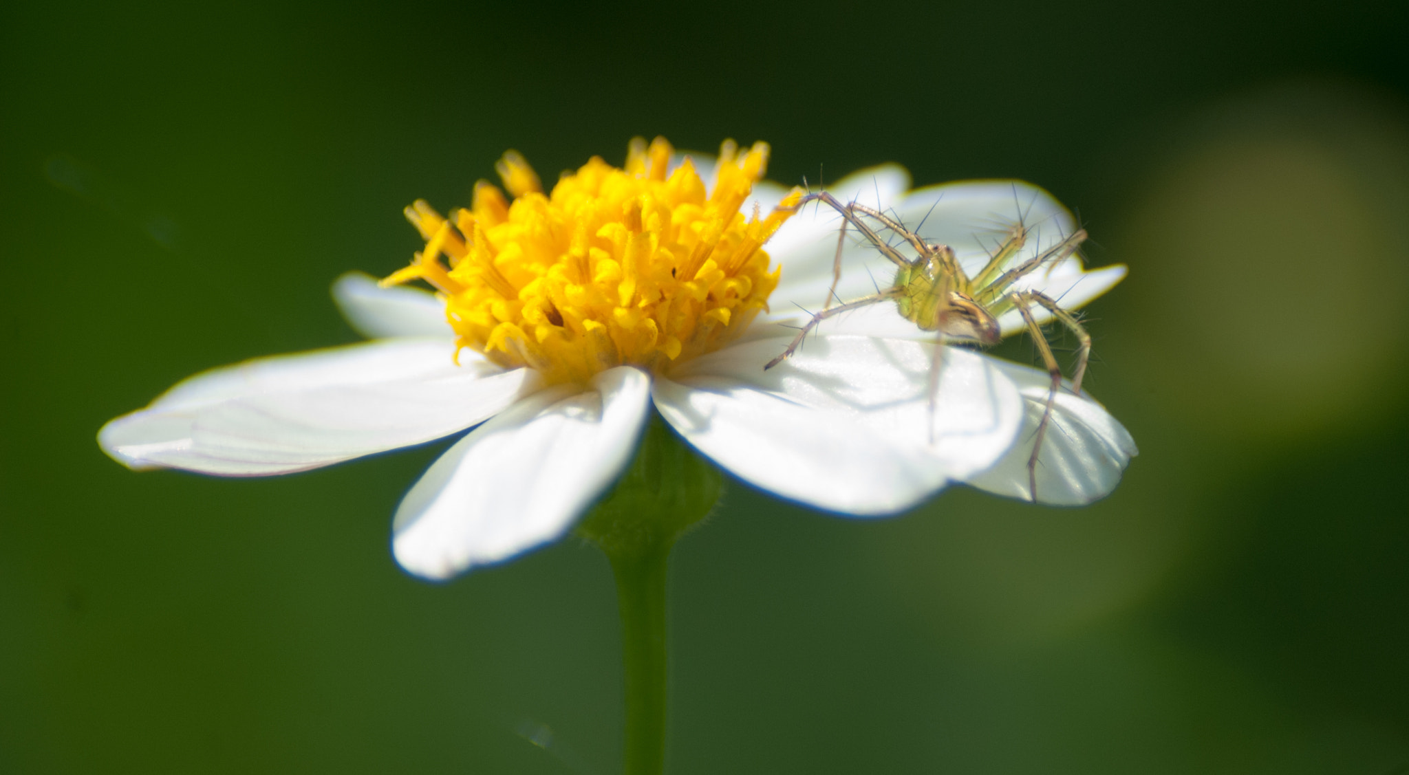 Nikon D200 + Sigma 70-300mm F4-5.6 DG Macro sample photo. Waiting photography