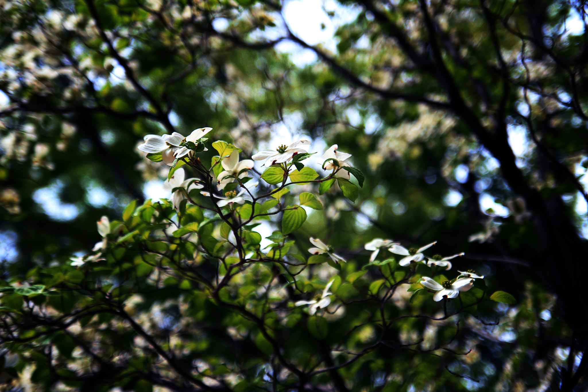 Canon EOS 600D (Rebel EOS T3i / EOS Kiss X5) sample photo. Flower in japan photography