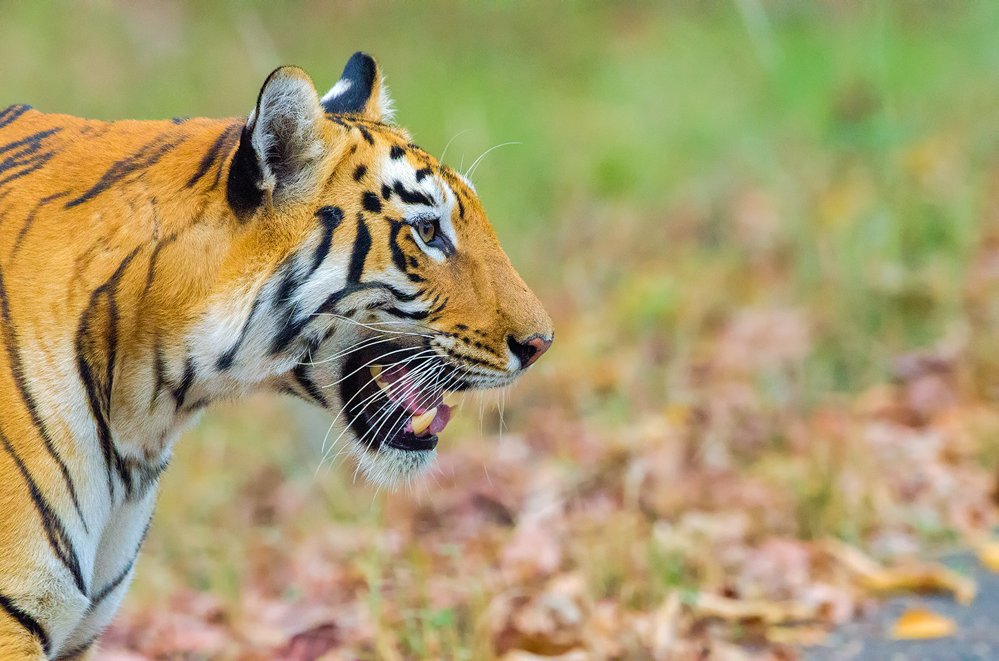 Nikon D7000 + Nikon AF-S Nikkor 500mm F4G ED VR sample photo. Pandherpauni(maya) female tigress photography