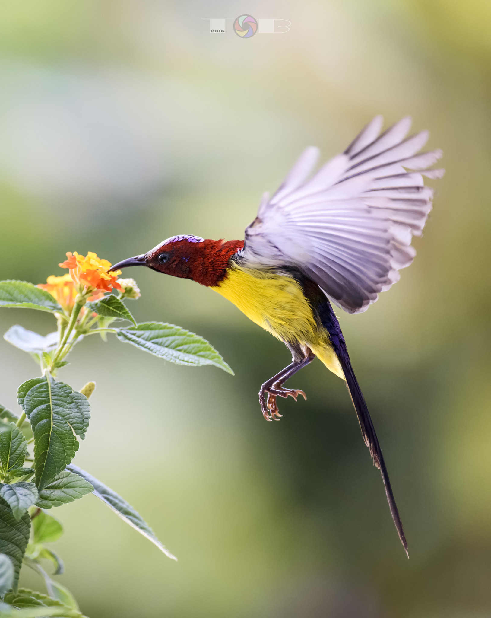 Nikon AF-S Nikkor 600mm F4D ED-IF II sample photo. Mrs gould's sunbird photography