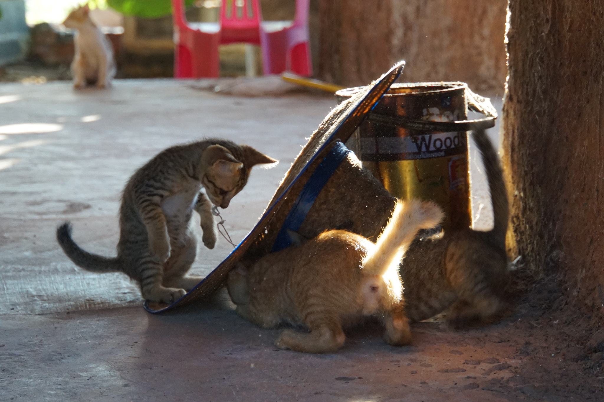 Sony FE 28-70mm F3.5-5.6 OSS sample photo. แมวอีสาน แมวบ้านนอก photography