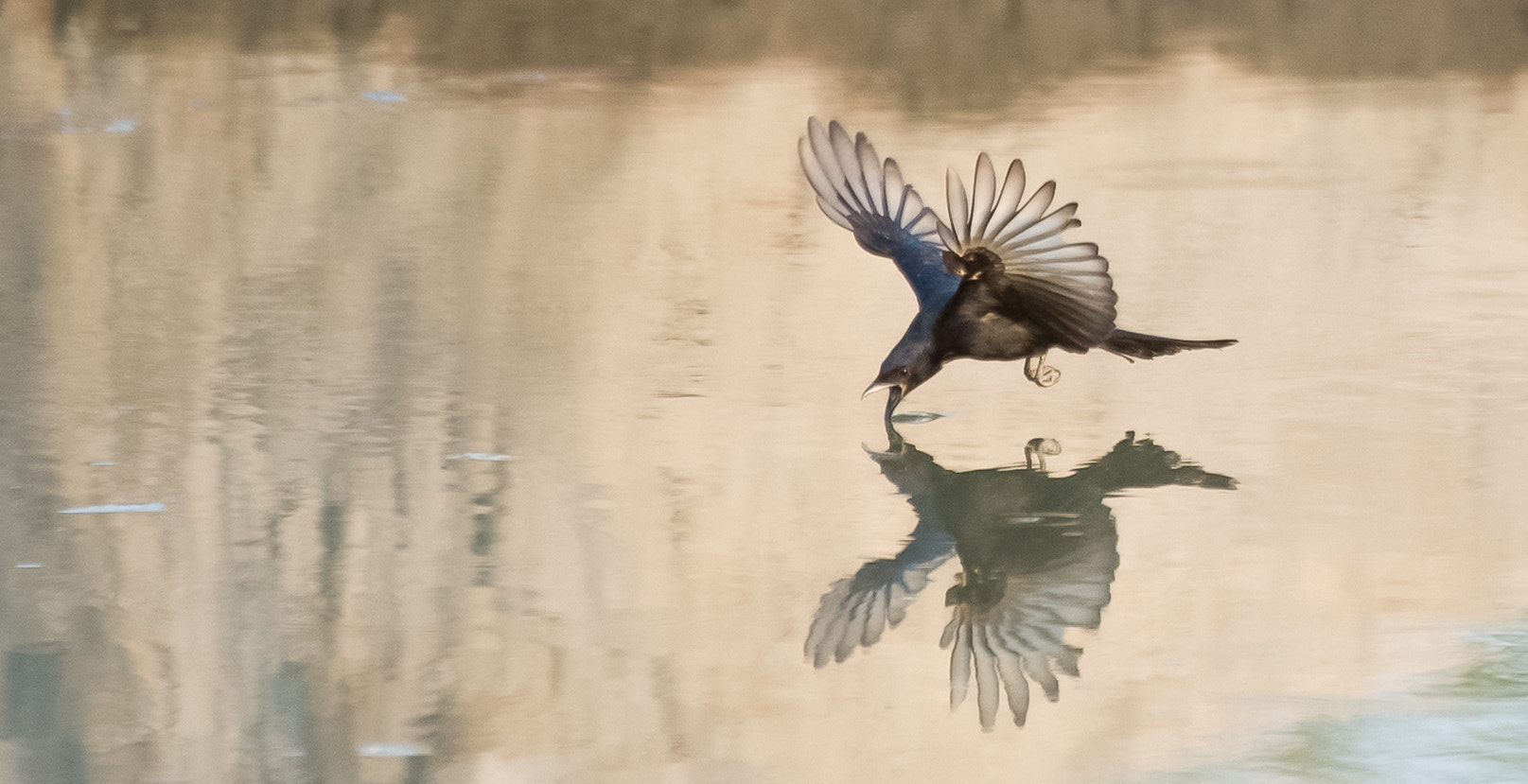Nikon D4 sample photo. Fork-tailed drongo photography