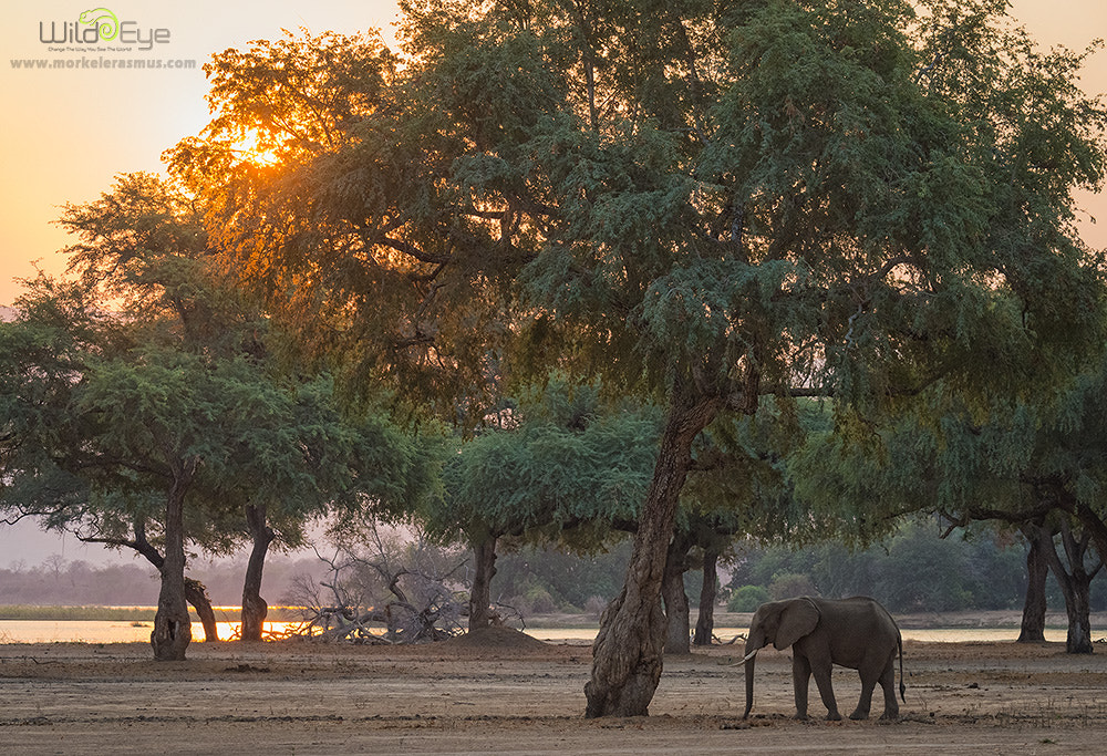 Nikon Df sample photo. Elephant on the floodplains photography