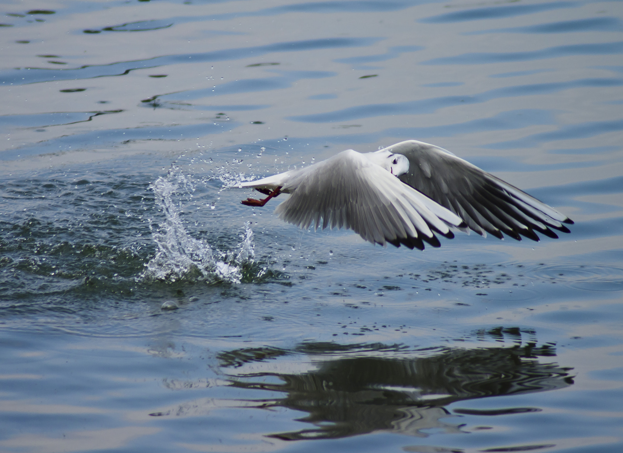 Pentax K-5 II + Tamron AF 70-300mm F4-5.6 Di LD Macro sample photo. Gull lake photography