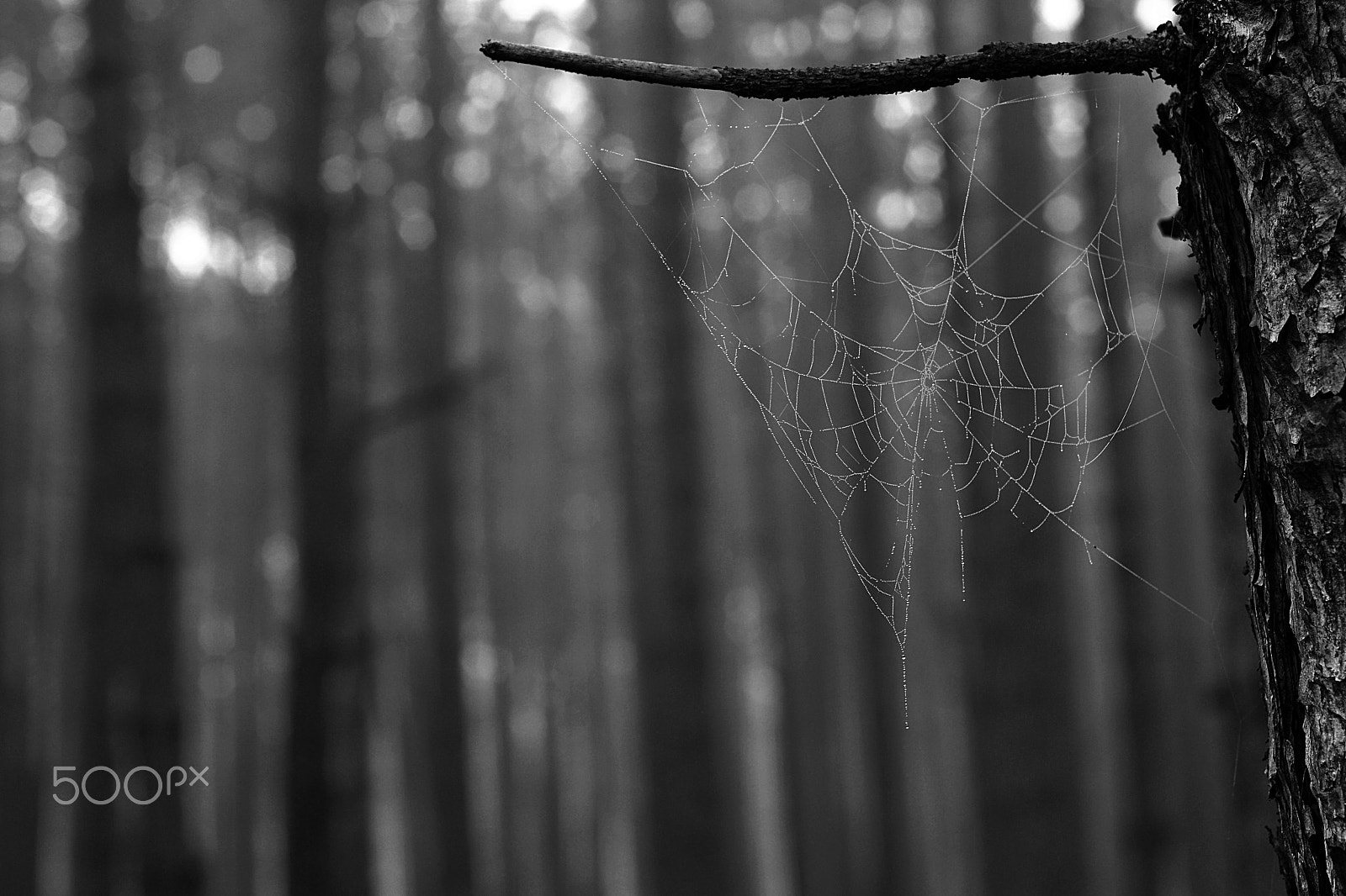 Nikon D3200 + AF Nikkor 50mm f/1.8 sample photo. Deep forest photography