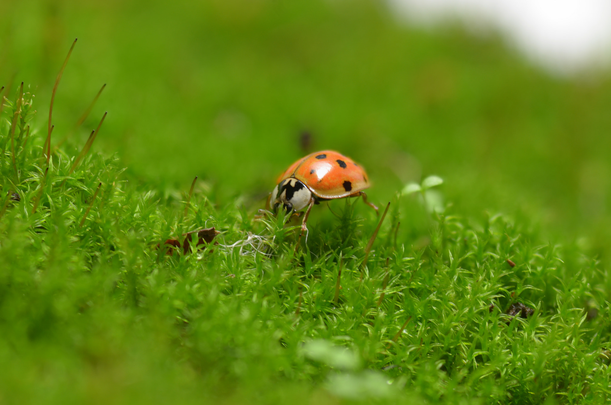 Nikon D7000 + AF Micro-Nikkor 105mm f/2.8 sample photo. Lady bug on the prowl photography