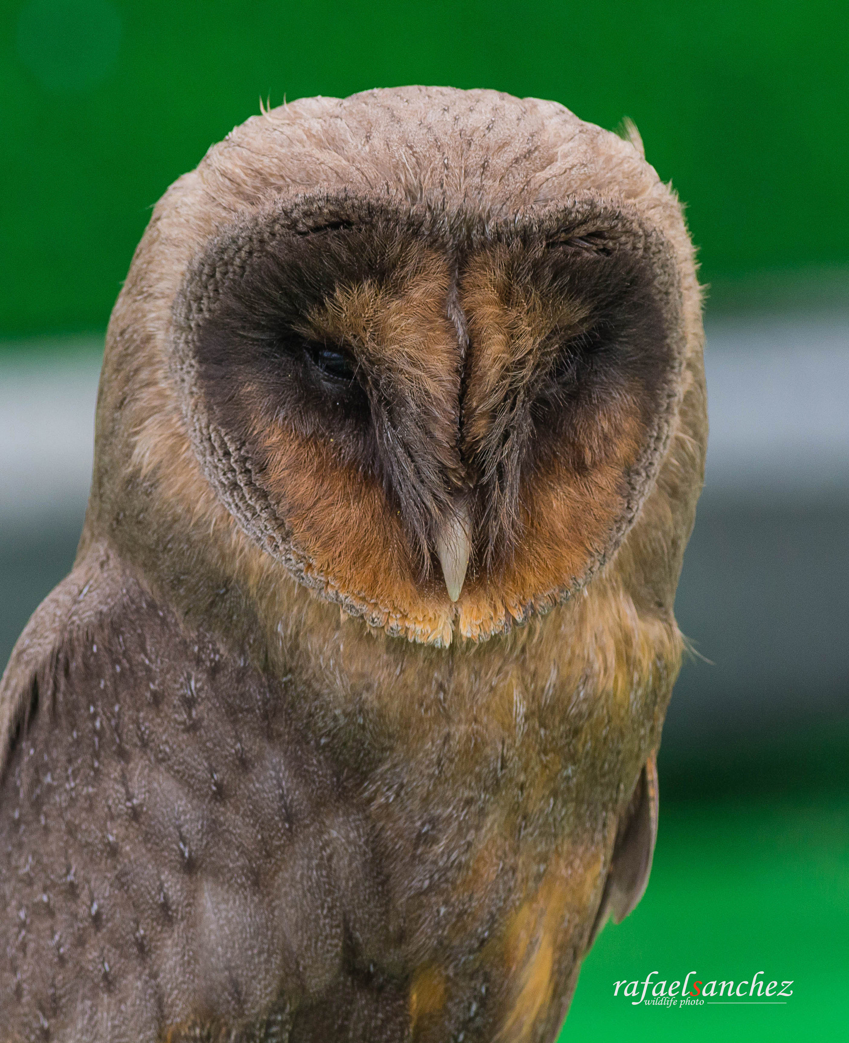 Canon EOS M + Canon EF 400mm F5.6L USM sample photo. Lechuza americana - american owl photography