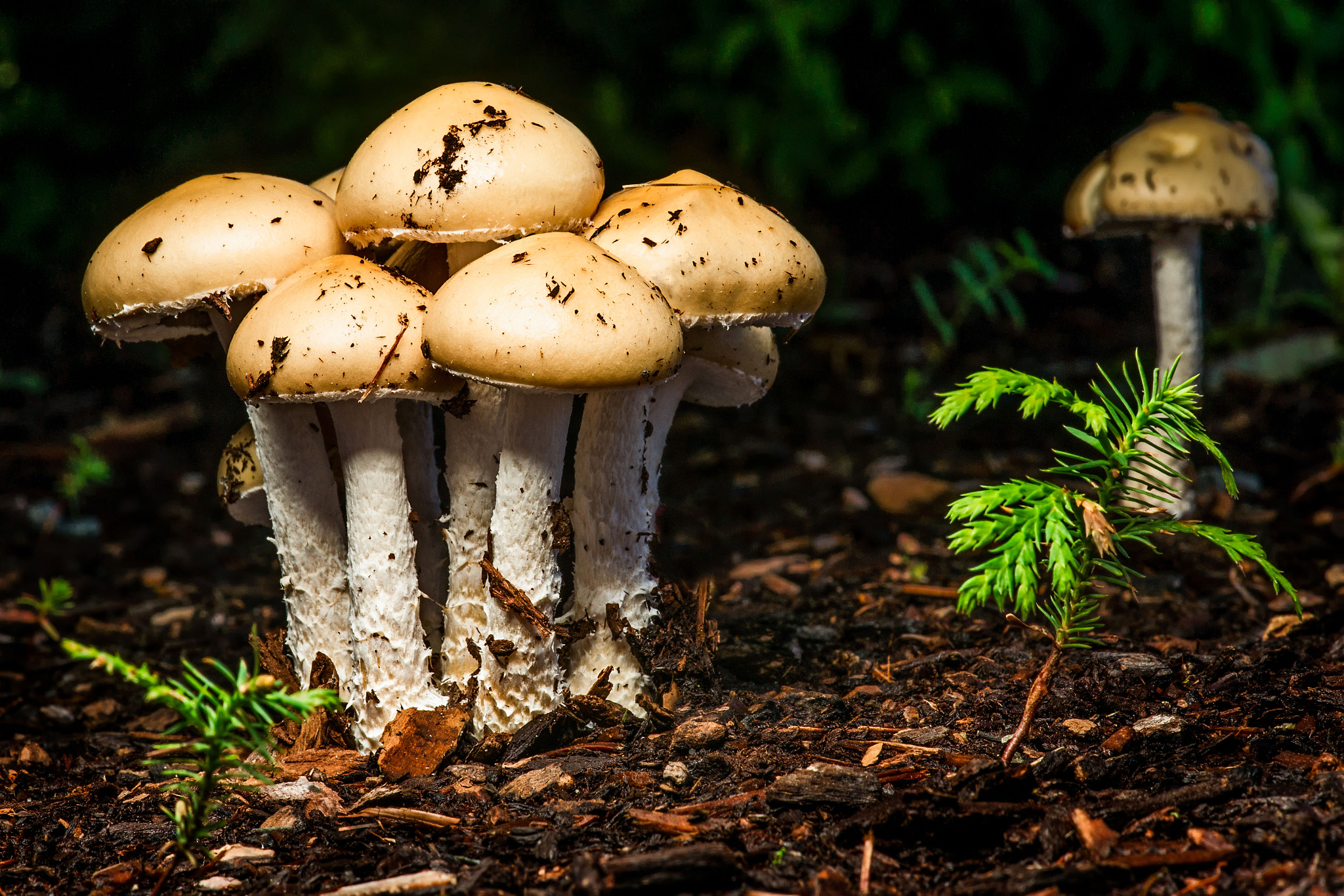 Sony Alpha DSLR-A850 + Sony 100mm F2.8 Macro sample photo. Mushroom photography