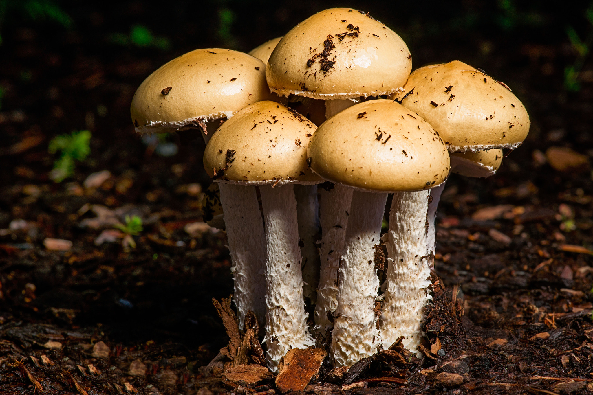 Sony Alpha DSLR-A850 + Sony 100mm F2.8 Macro sample photo. Mushroom photography