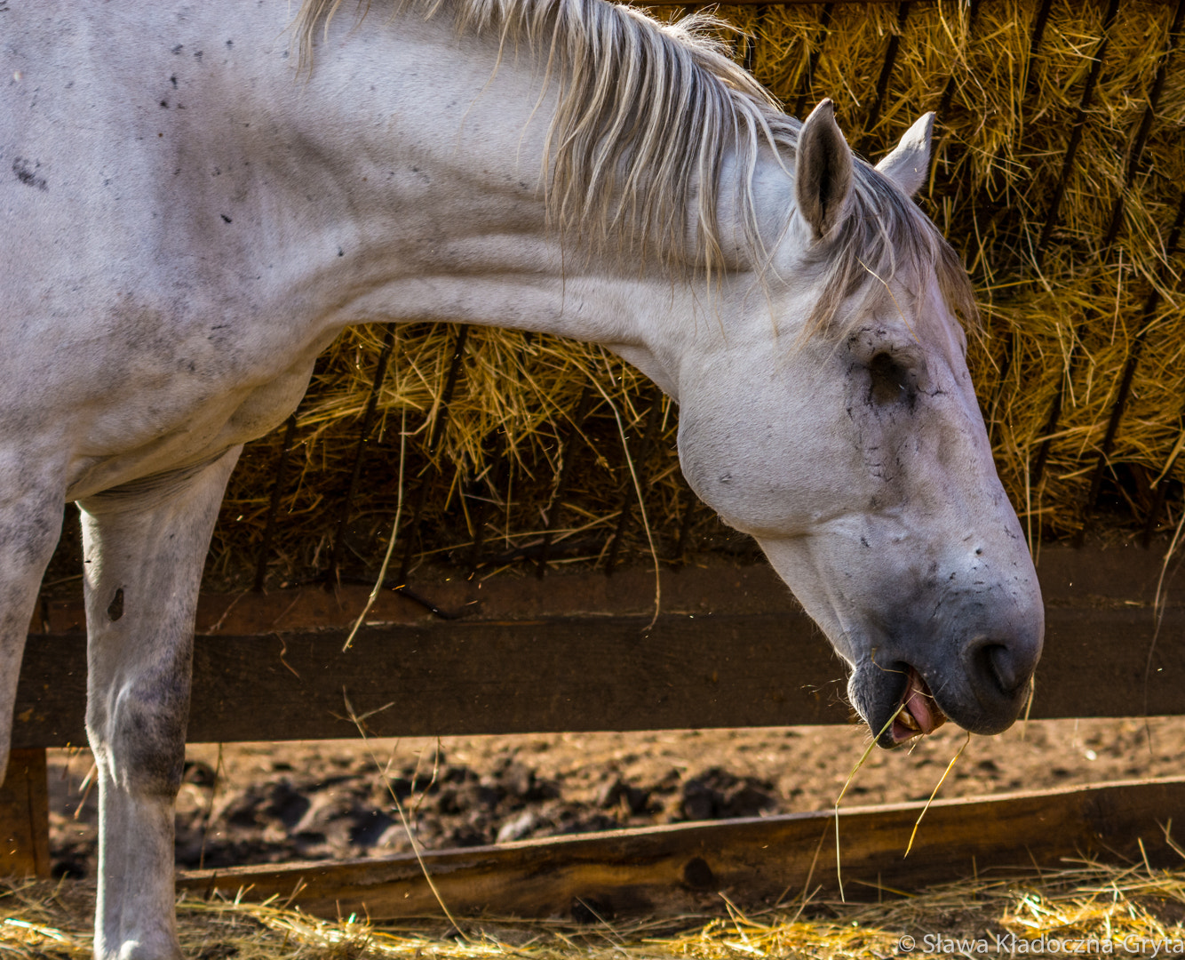 Nikon D7100 + AF Zoom-Nikkor 70-210mm f/4 sample photo. Horse photography