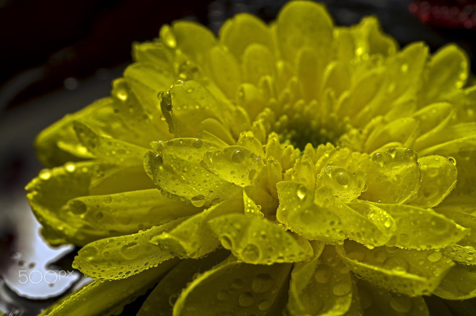 Sony SLT-A58 + Sony DT 30mm F2.8 Macro SAM sample photo. Yellow photography