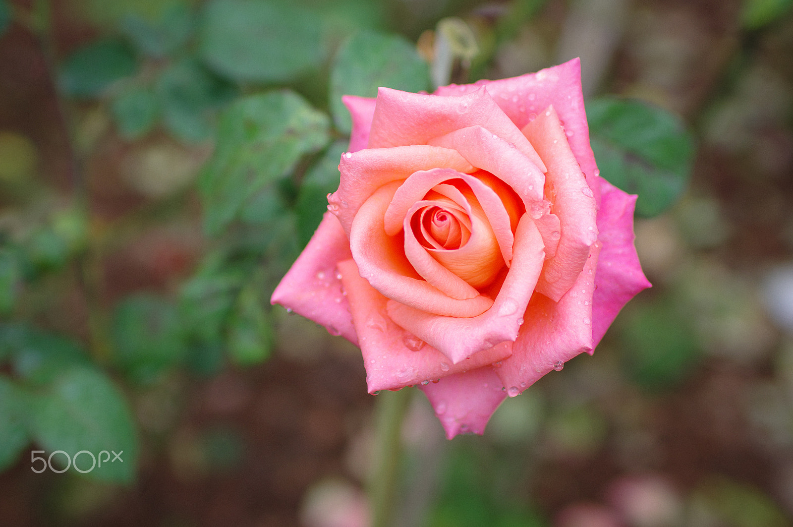 Pentax K-3 sample photo. Rose photography