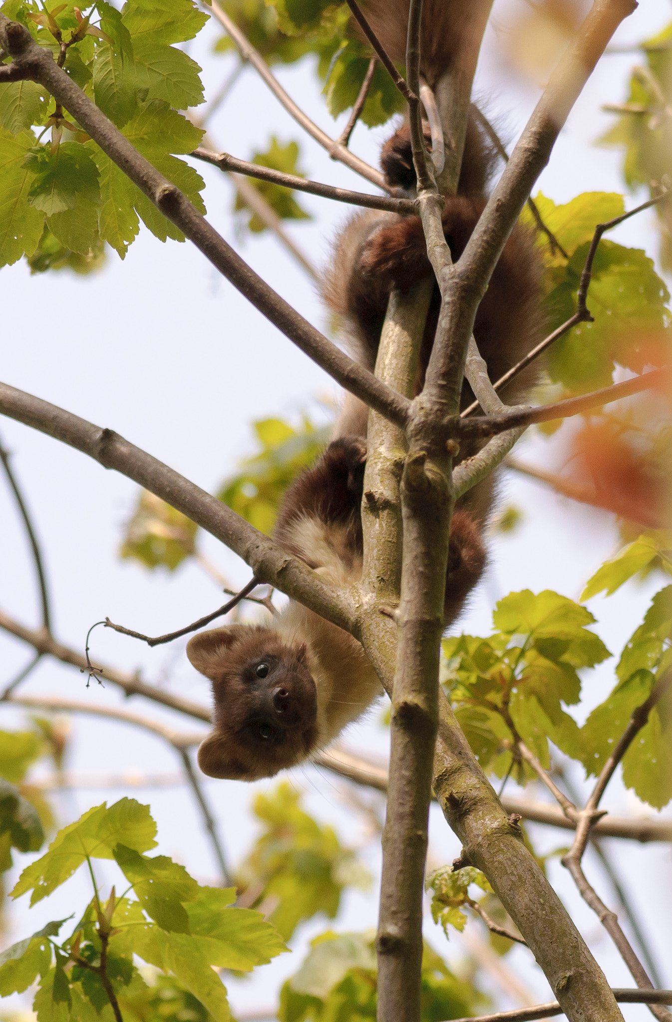 Nikon AF-S Nikkor 300mm F2.8G ED VR II sample photo. Stone marten in a tree photography