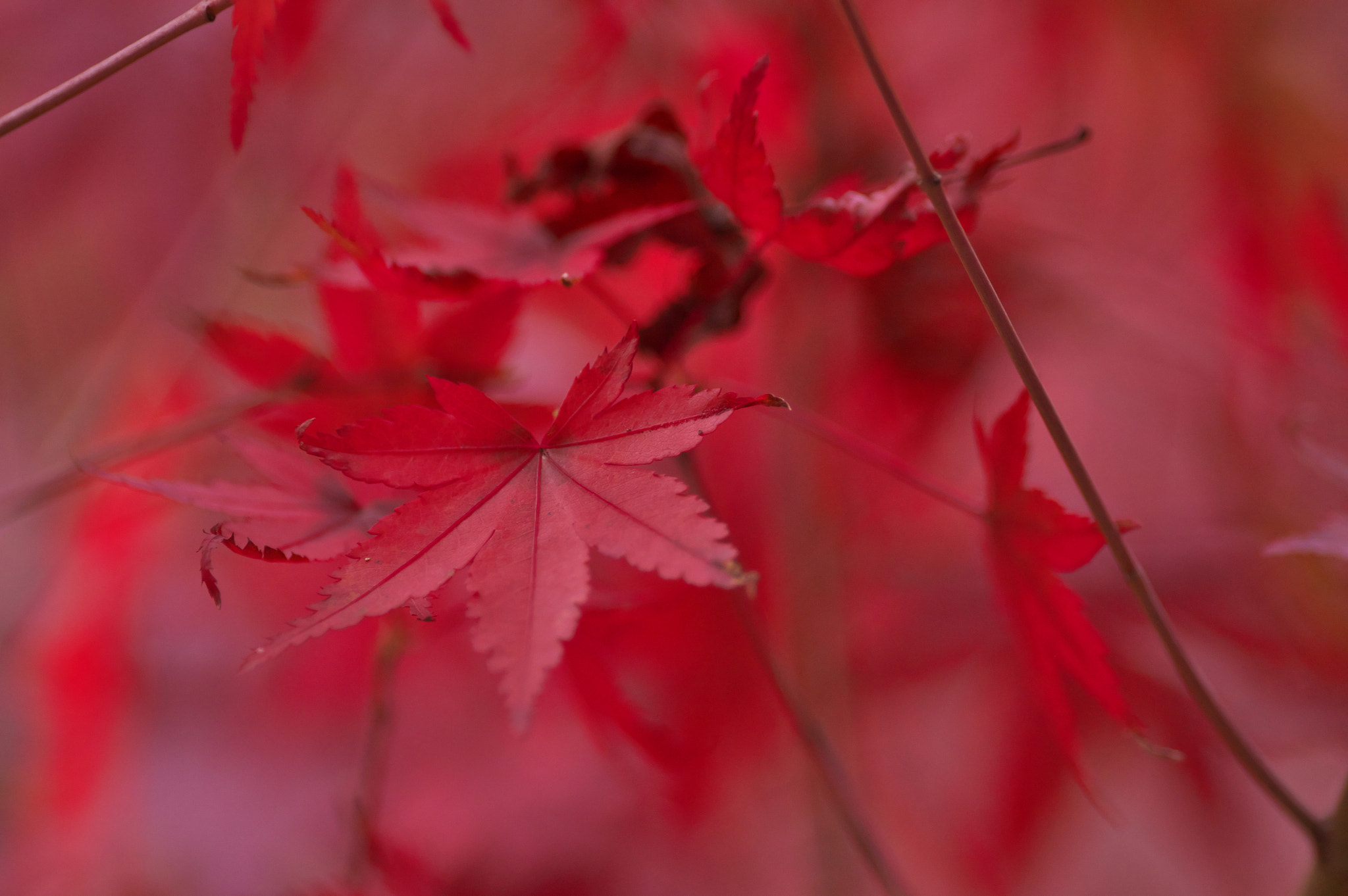 Pentax K-3 sample photo. Maple's become red photography