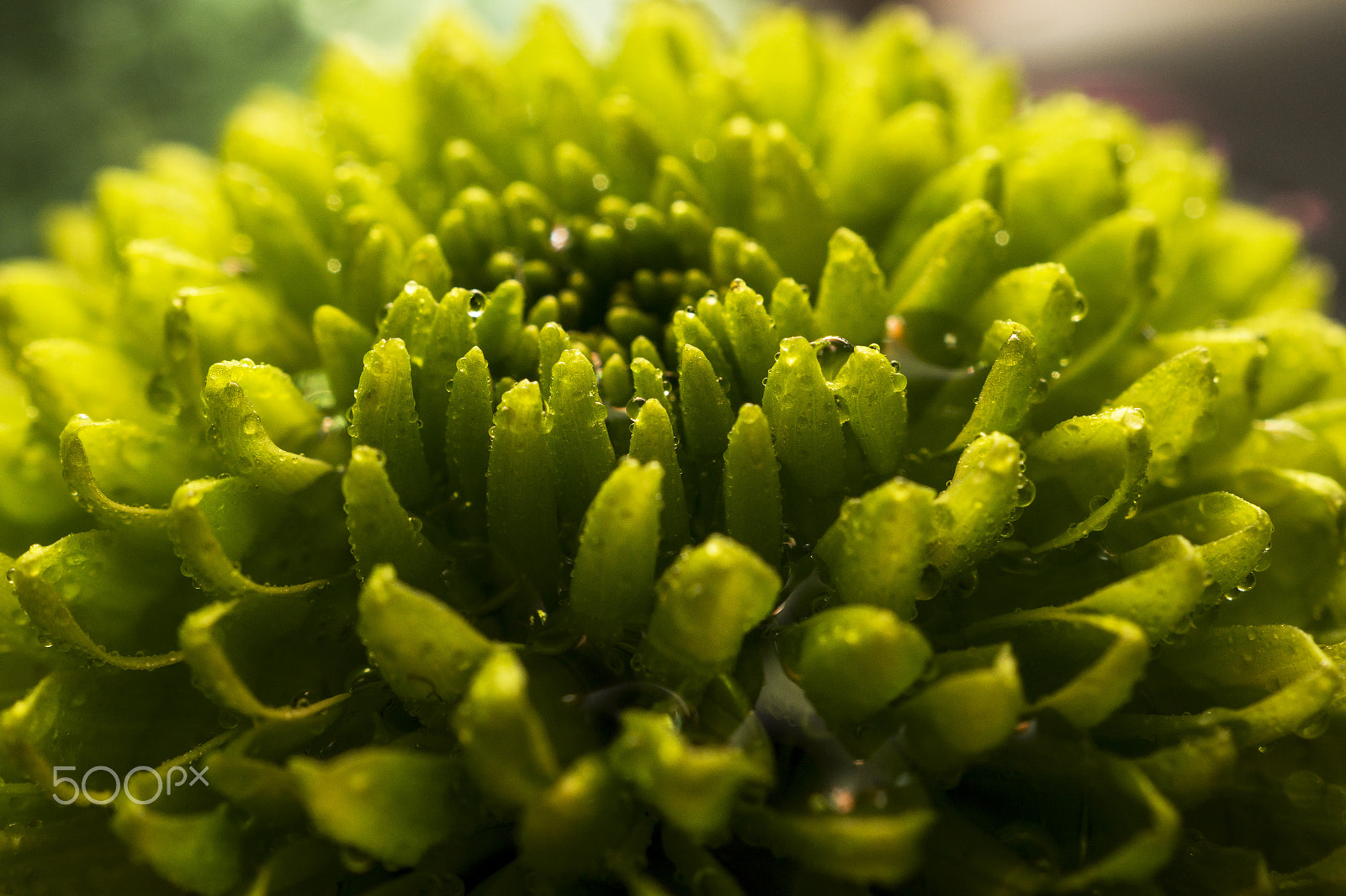 Sony SLT-A58 + Sony DT 30mm F2.8 Macro SAM sample photo. Green photography