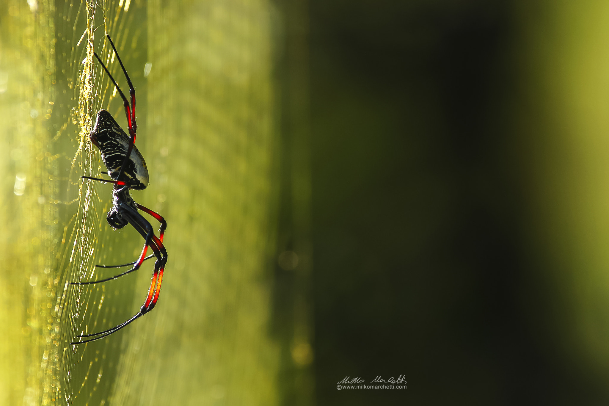 Canon EF 300mm f/2.8L + 1.4x sample photo. Spider photography