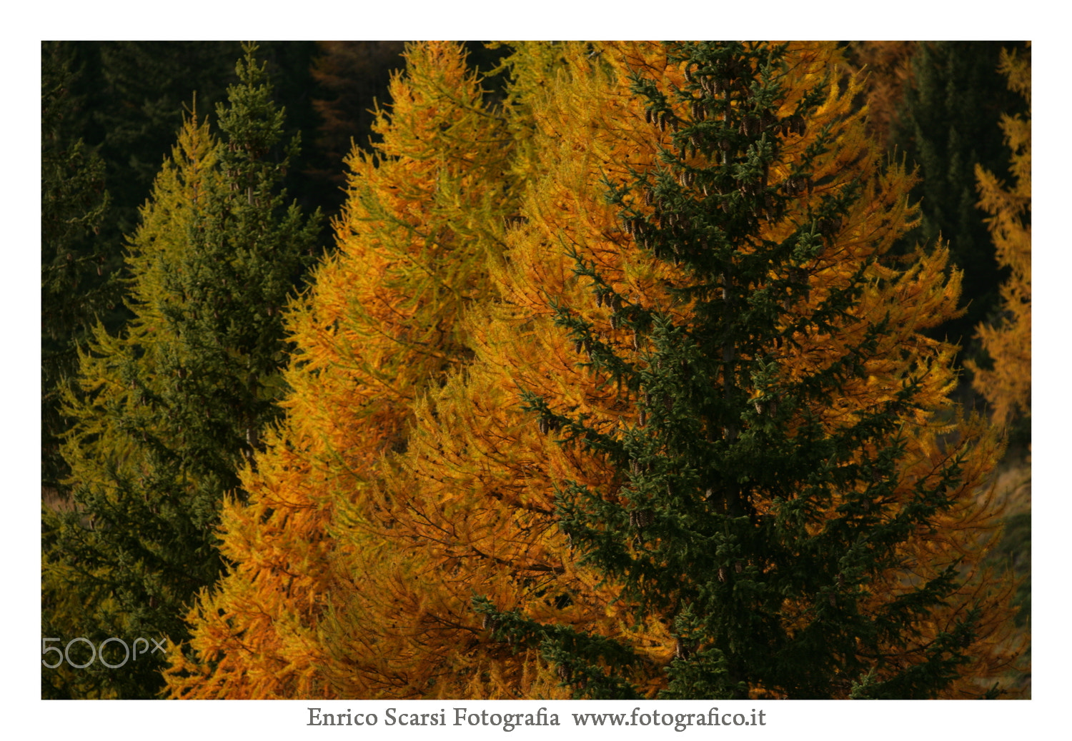 Canon EF 35-350mm F3.5-5.6L USM sample photo. Fotografo torino enrico scarsi photography