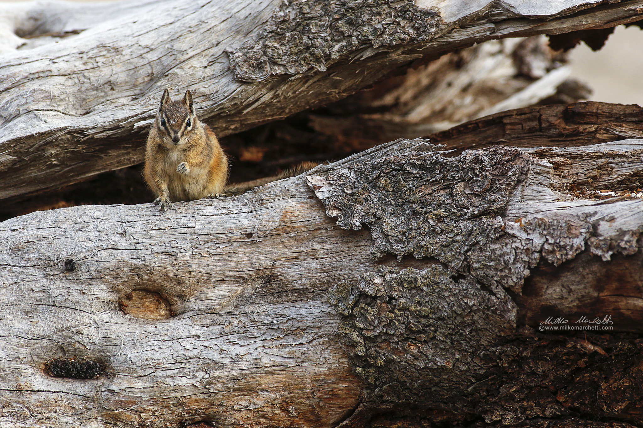Canon EF 300mm f/2.8L + 1.4x sample photo. Chipmunk photography