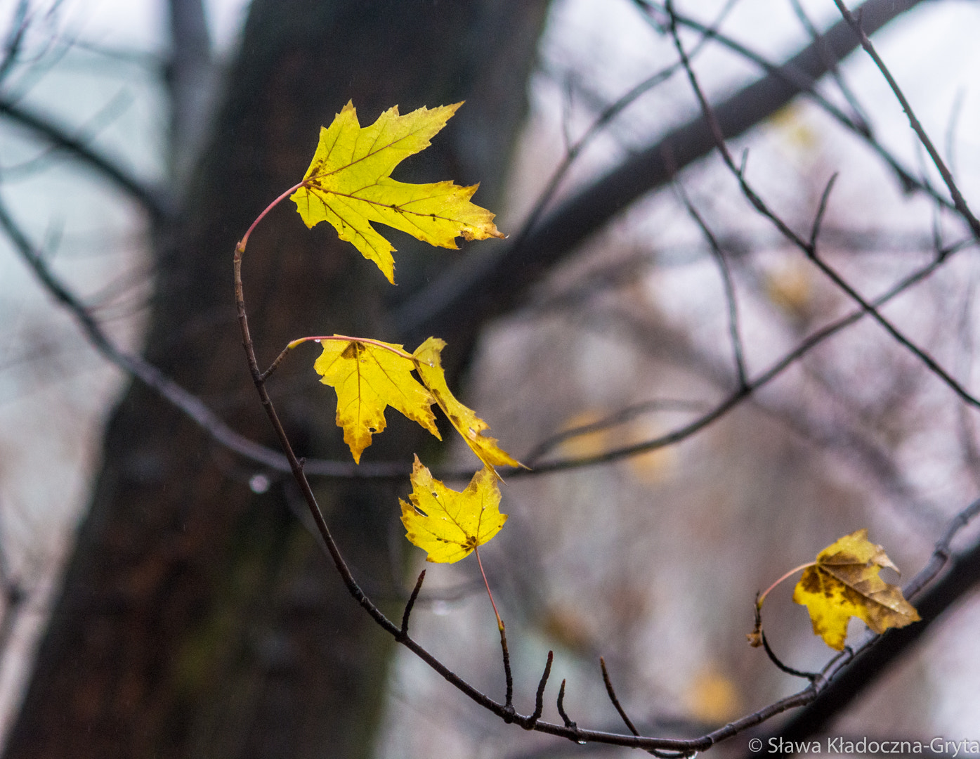 Nikon D7100 + AF Zoom-Nikkor 70-210mm f/4 sample photo. Autumn photography