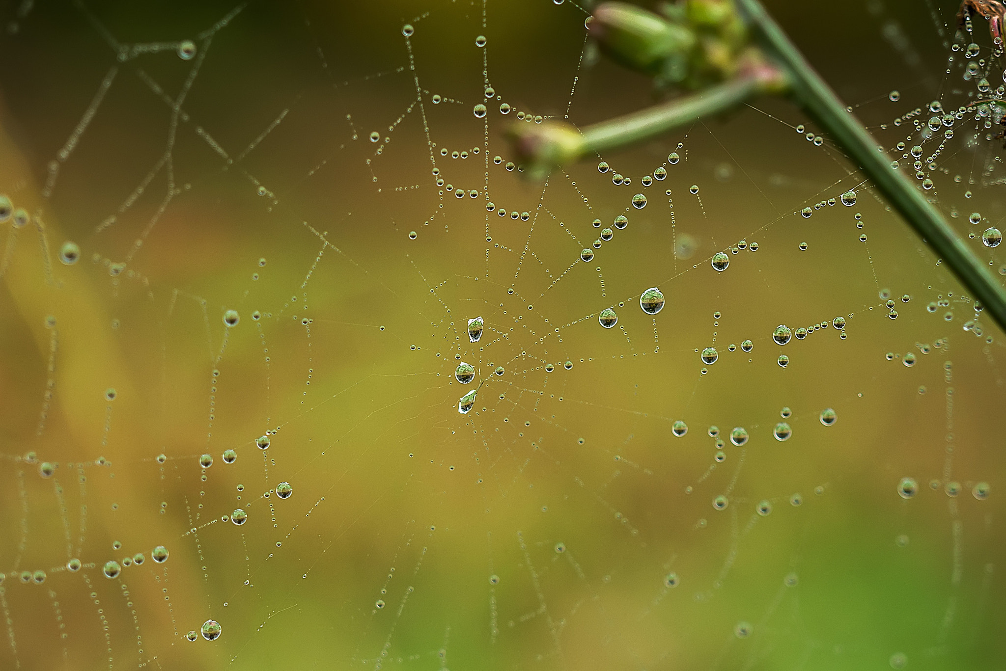 Panasonic Lumix DMC-GX7 + Olympus Zuiko Digital 14-54mm F2.8-3.5 II sample photo. Morning dew2 photography