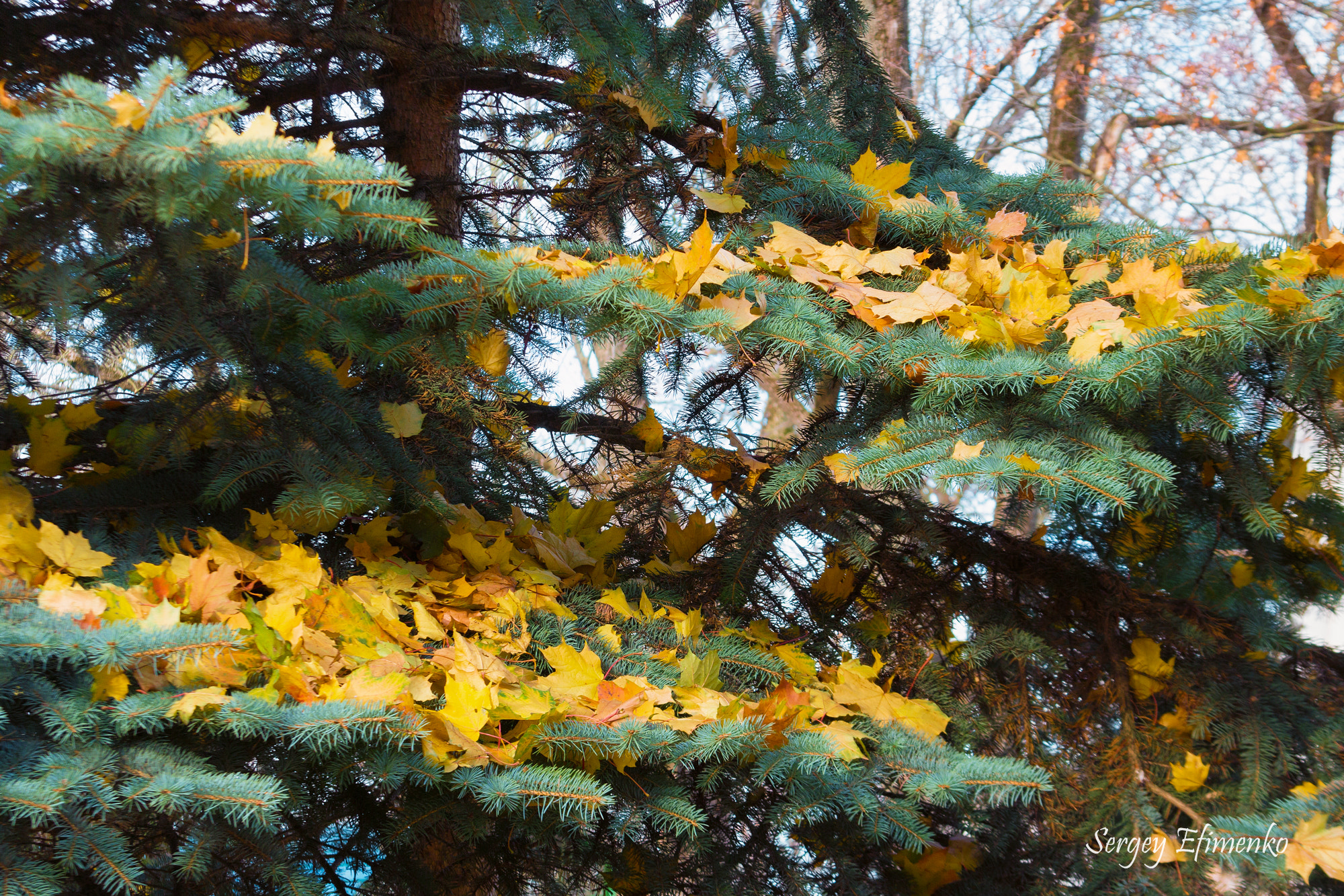 Canon EF 28-135mm F3.5-5.6 IS USM sample photo. Fall photography