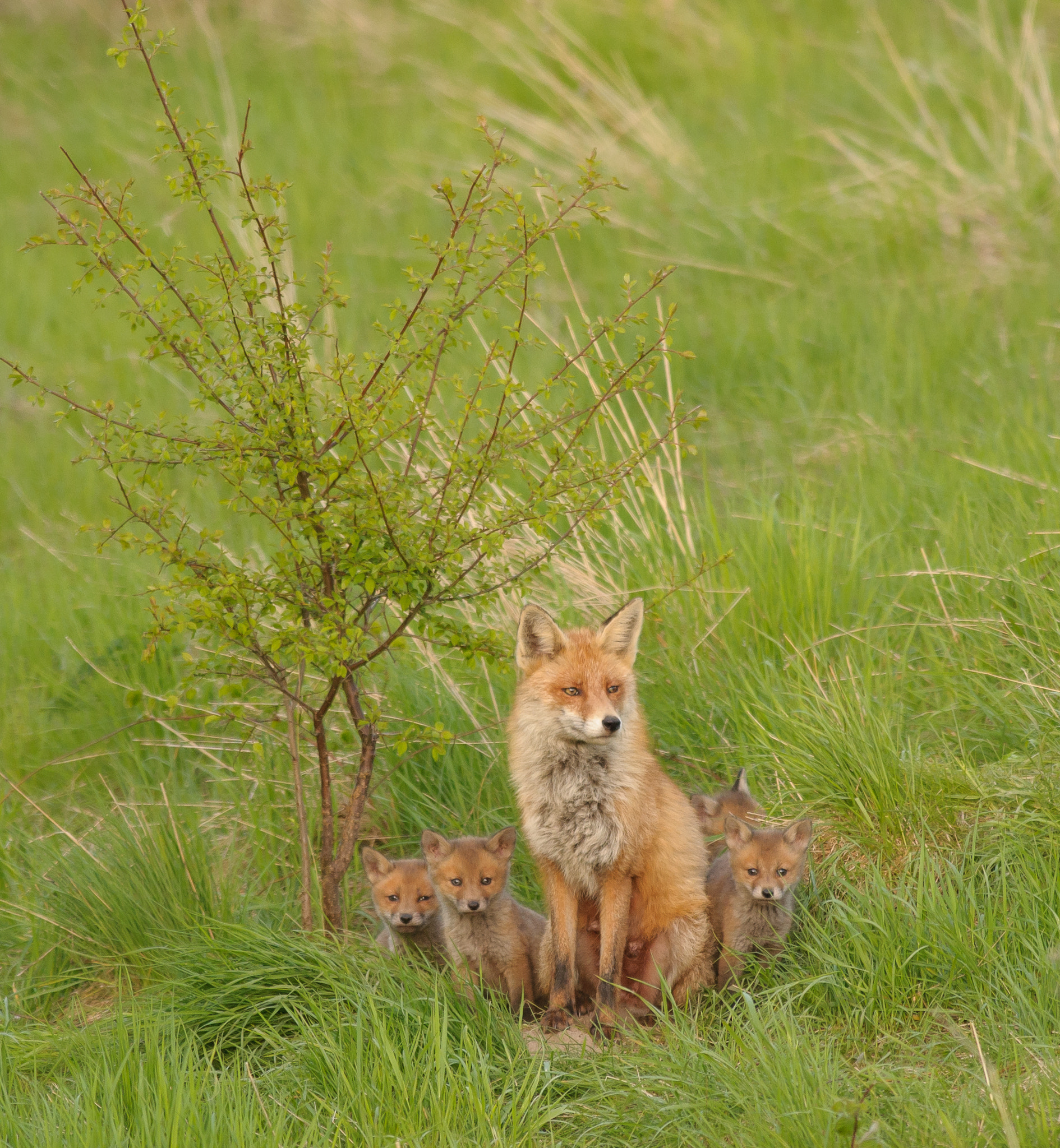 Nikon AF-S Nikkor 300mm F2.8G ED VR II sample photo. Fox family at the earth photography