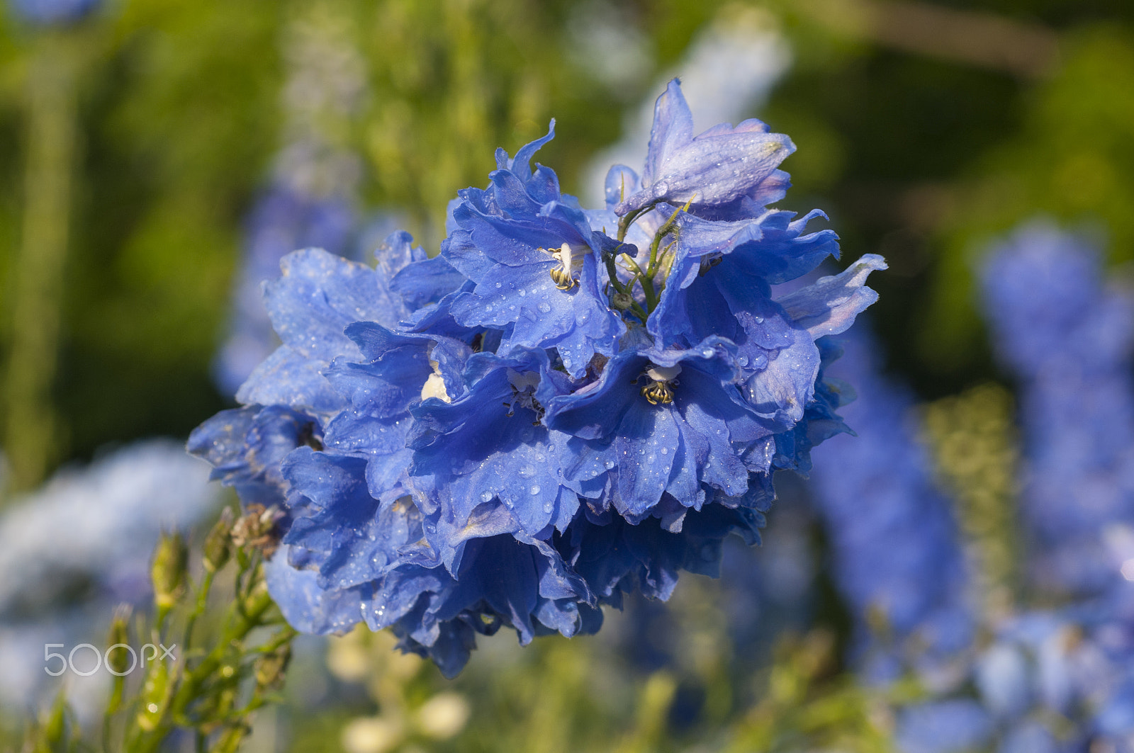 Nikon D300 + AF Zoom-Nikkor 35-70mm f/2.8D sample photo. Blue larkspur delphinium flower in bloom photography