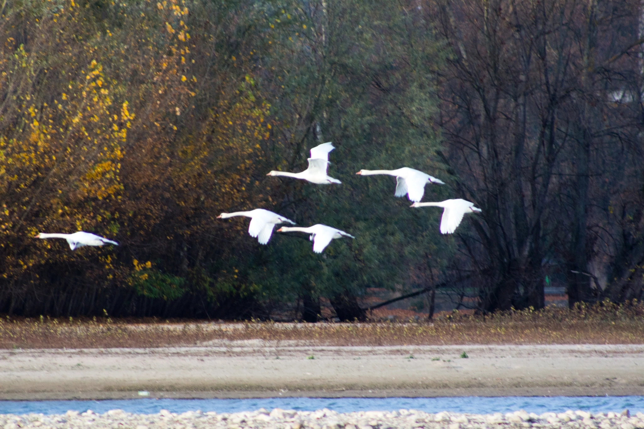Canon EF 75-300mm f/4-5.6 USM sample photo. Flying swans at river rhine photography