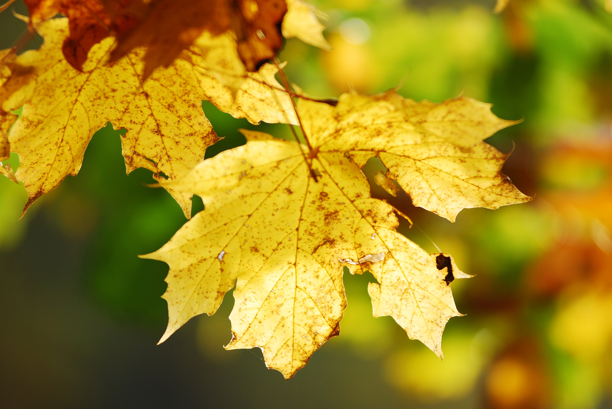 Nikon AF-Nikkor 80-200mm F2.8D ED sample photo. Breath of autumn sc_3498.jpgb photography