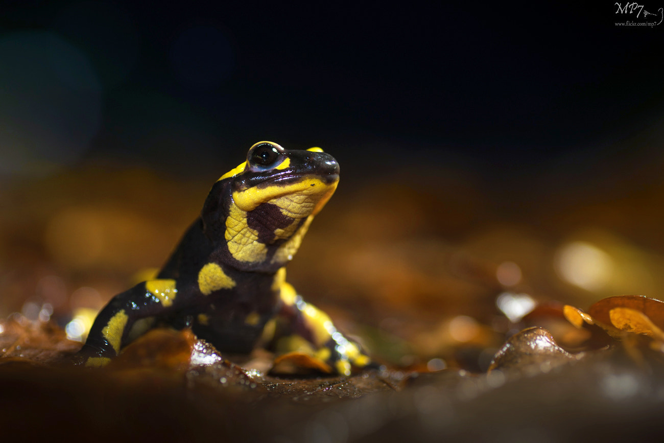 Sony a7 II + Tamron SP AF 90mm F2.8 Di Macro sample photo. Fire salamander photography