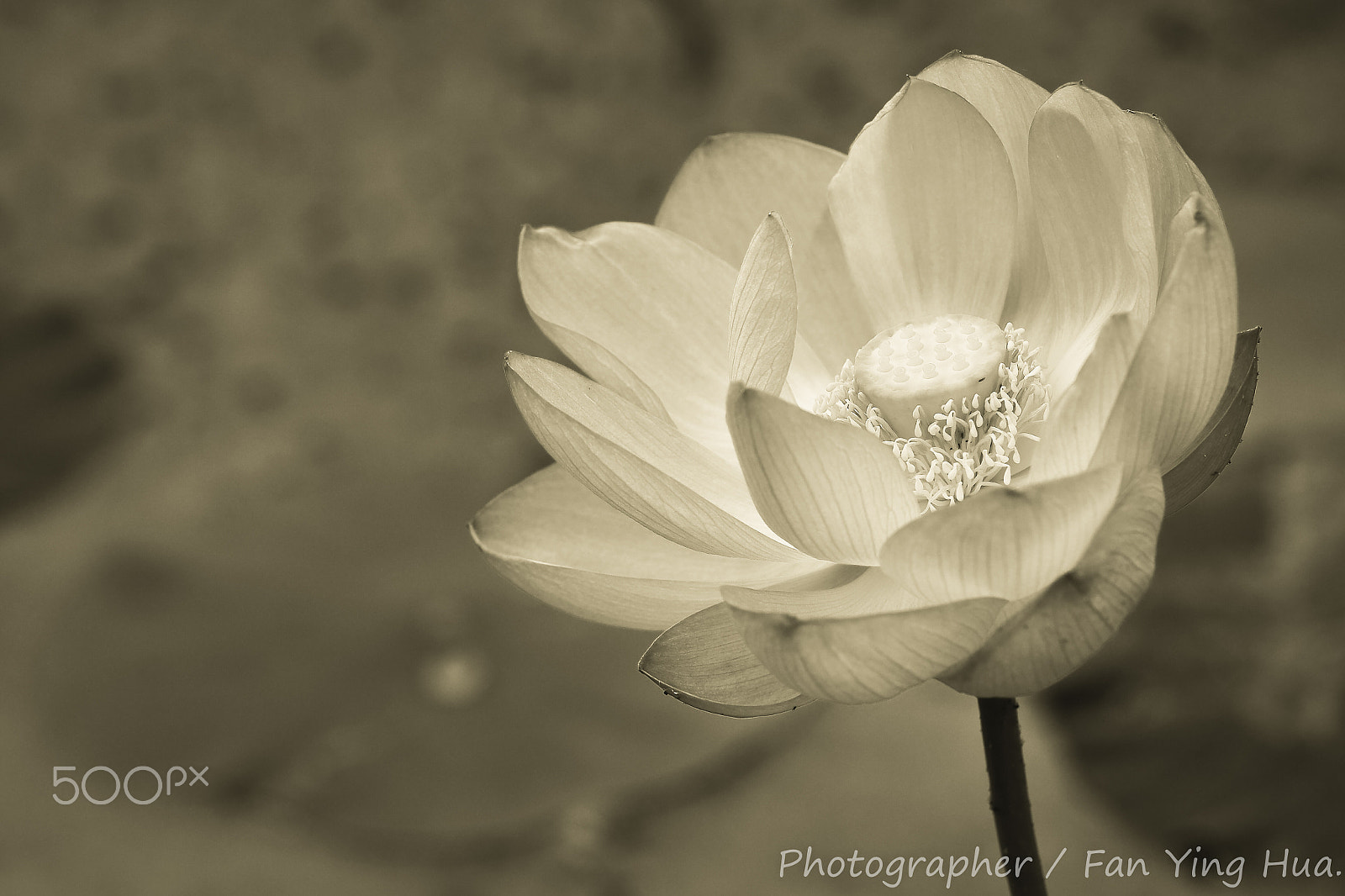 Sigma 50-150mm F2.8 EX APO DC OS HSM sample photo. Lotus photography
