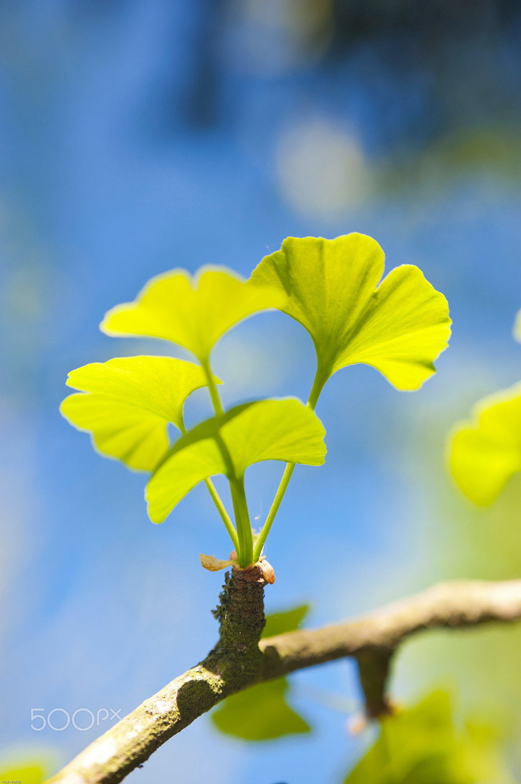 Nikon D700 + Sigma 50mm F2.8 EX DG Macro sample photo. Ginkgo biloba photography