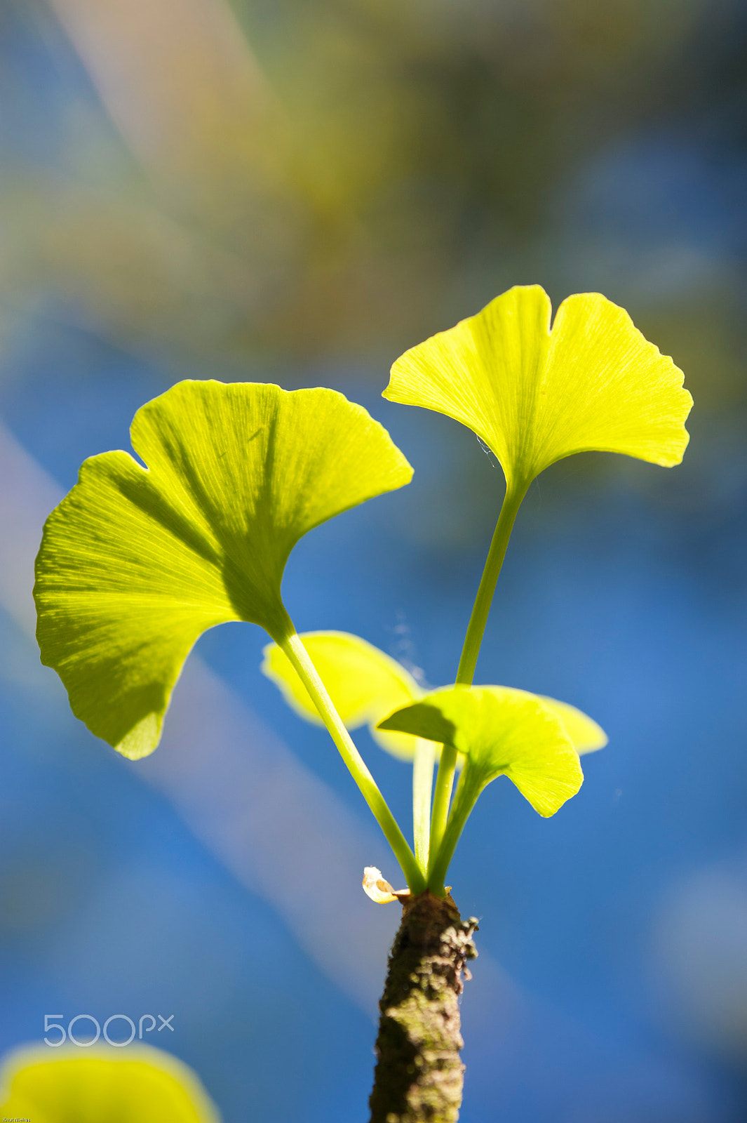 Nikon D700 + Sigma 50mm F2.8 EX DG Macro sample photo. Ginkgo biloba photography