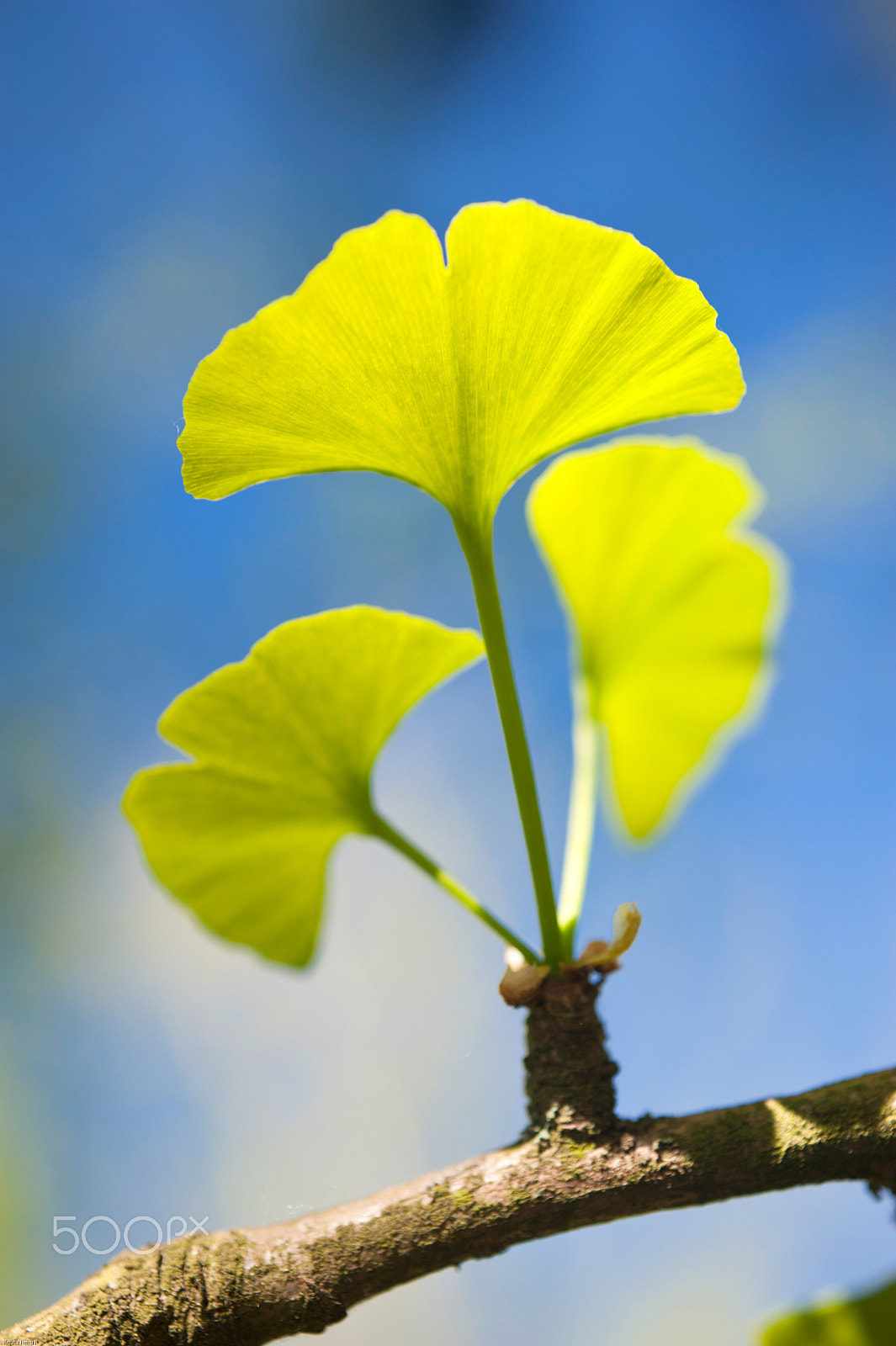 Nikon D700 + Sigma 50mm F2.8 EX DG Macro sample photo. Ginkgo biloba photography