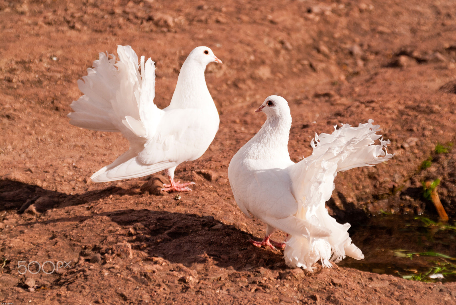 Sigma 18-200mm F3.5-6.3 DC OS HSM sample photo. Pigeons photography