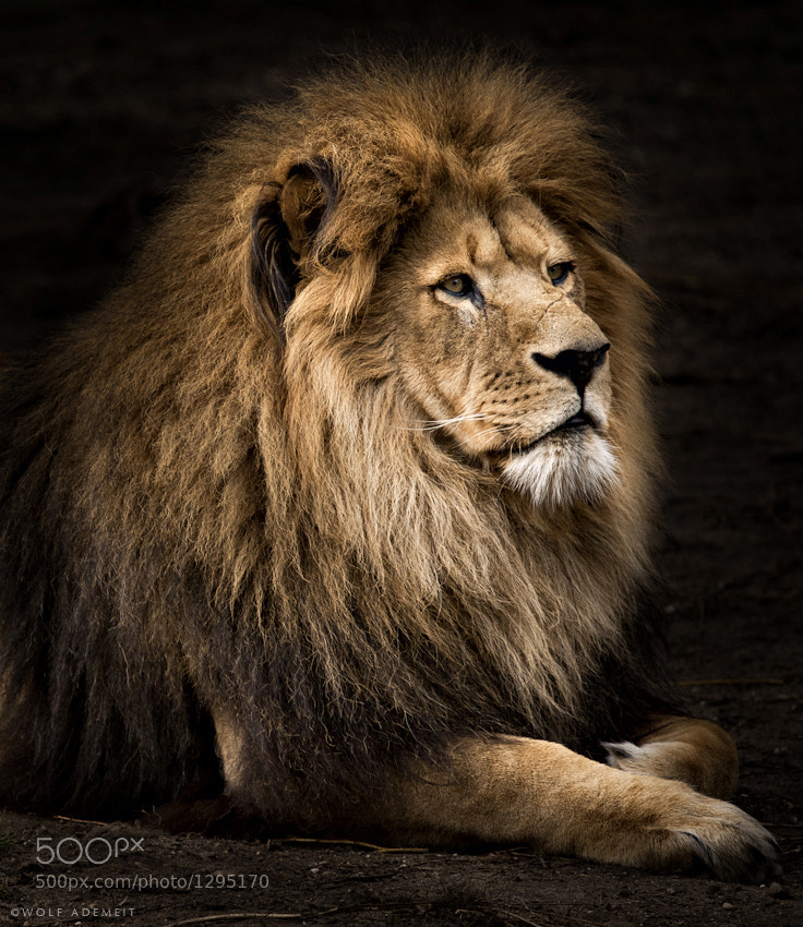 12 lion